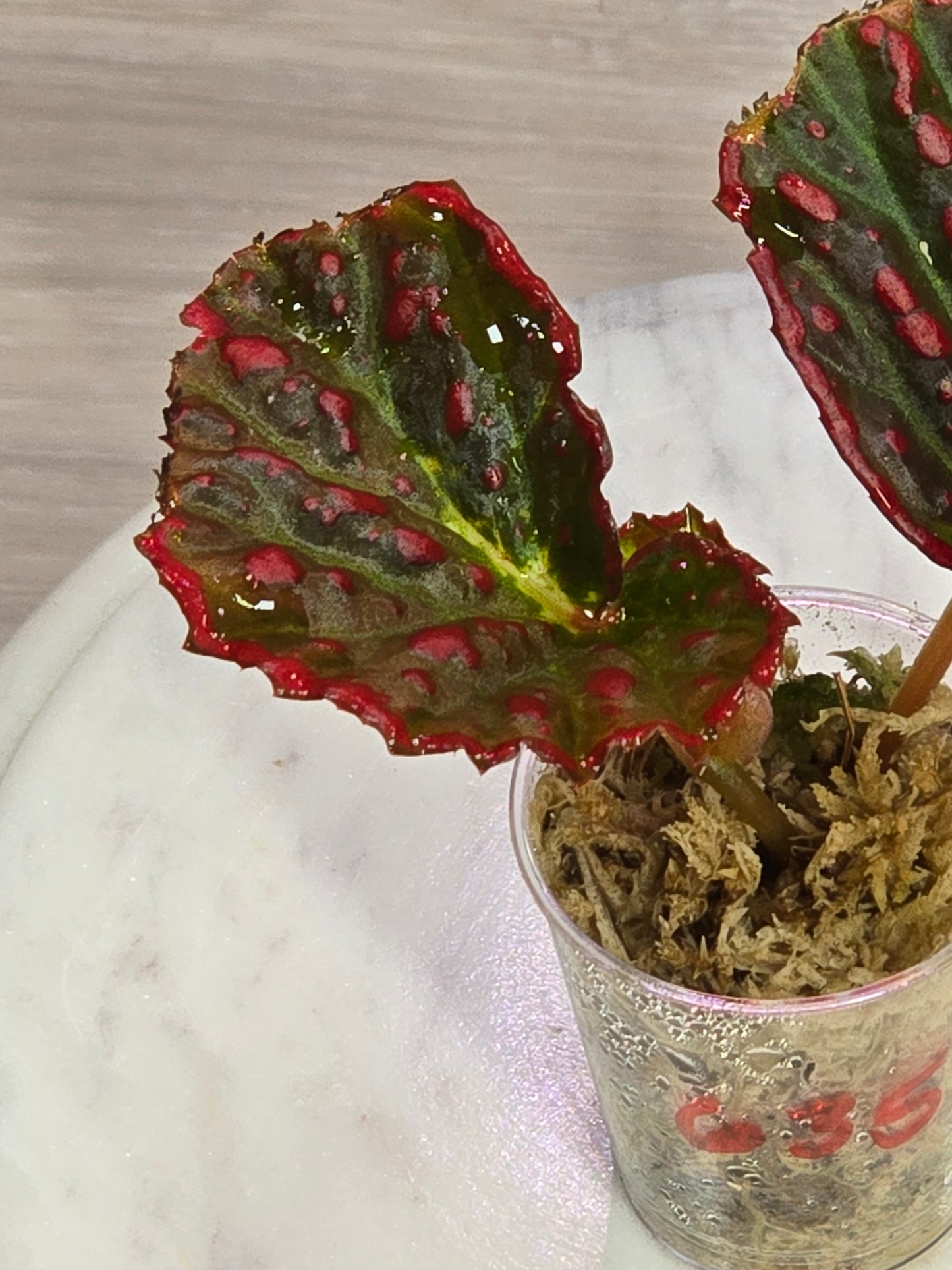 Begonia Darthvaderiana X Negrosensis