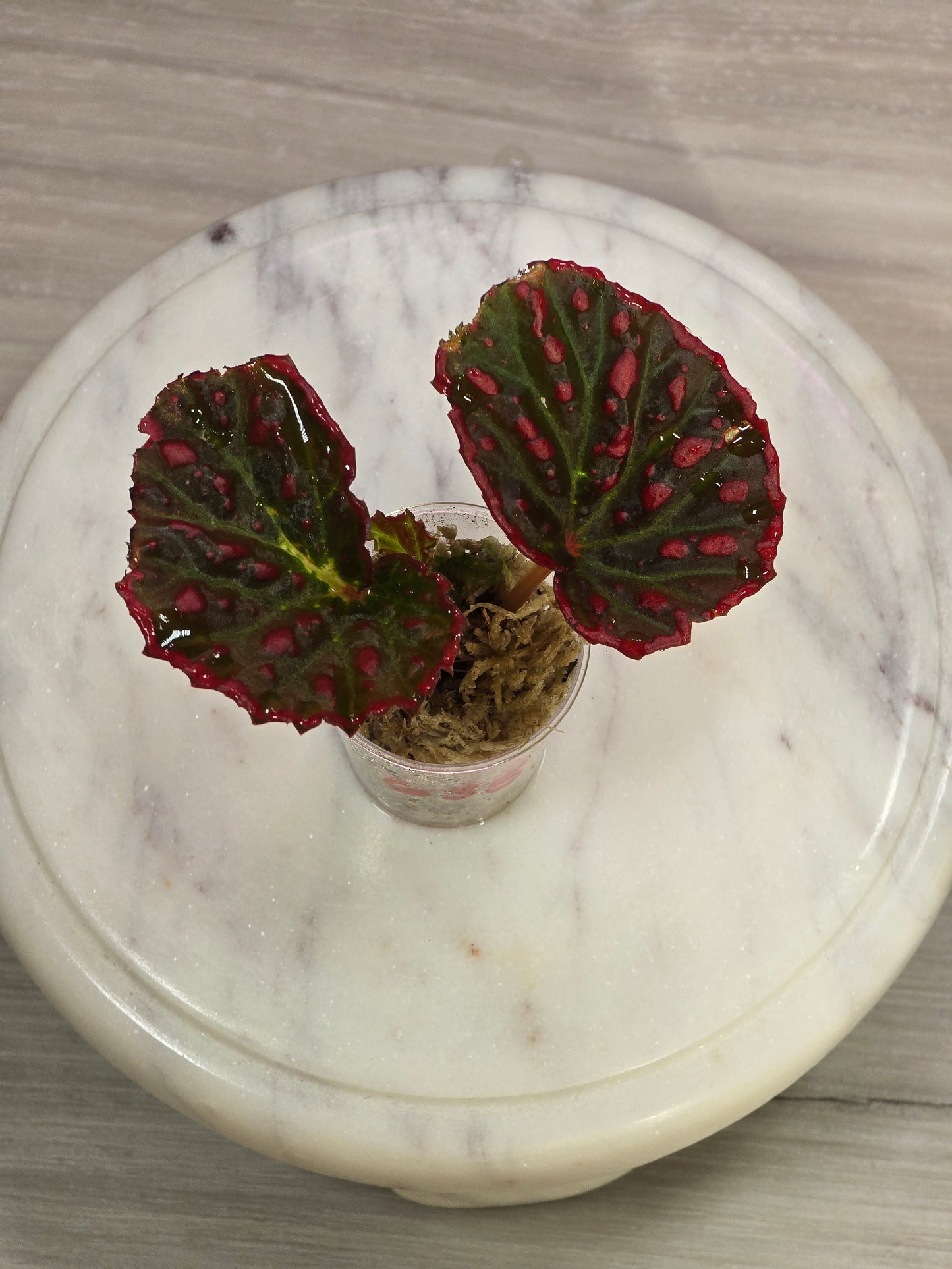 Begonia Darthvaderiana X Negrosensis