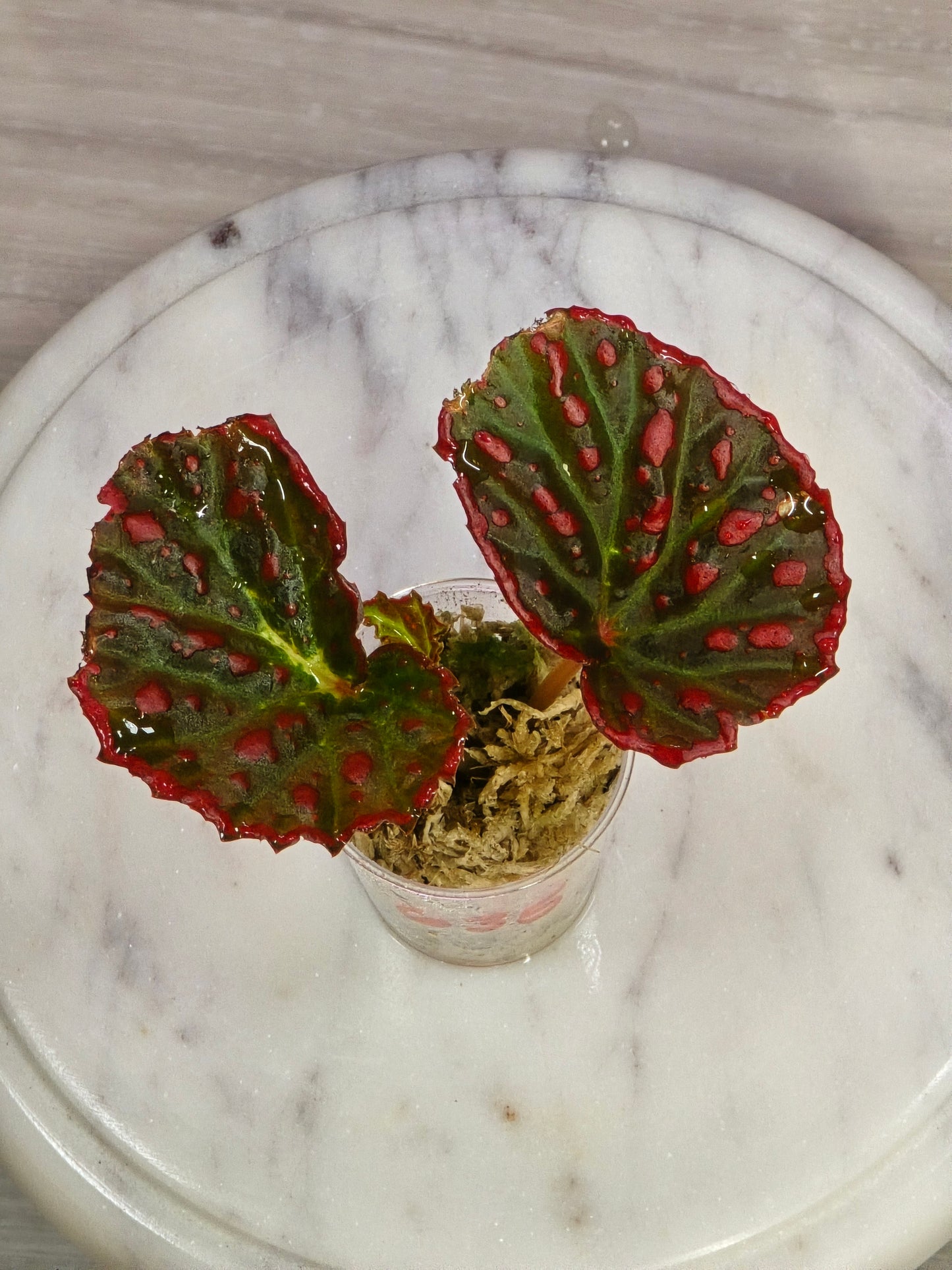 Begonia Darthvaderiana X Negrosensis