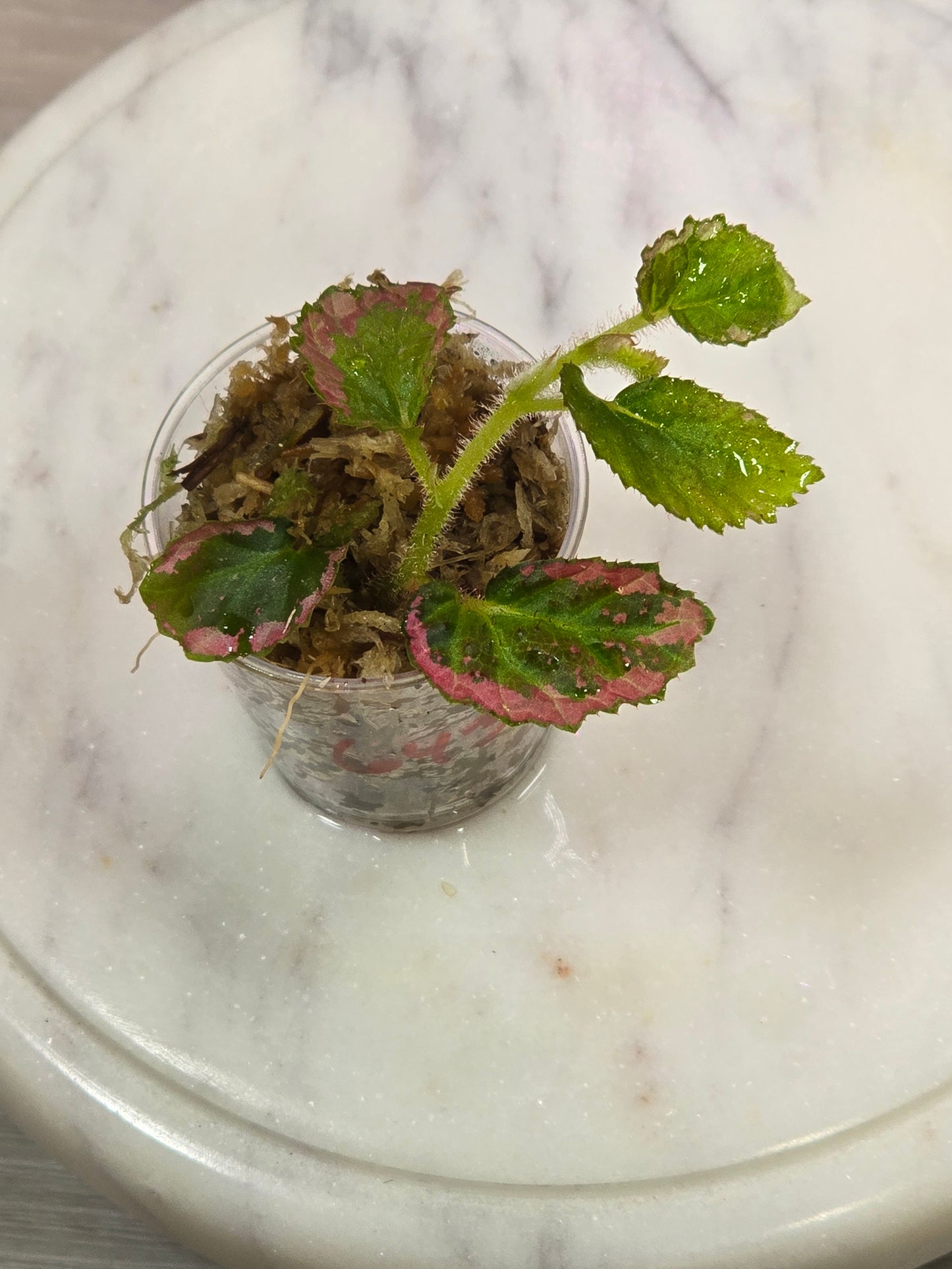 Begonia U012