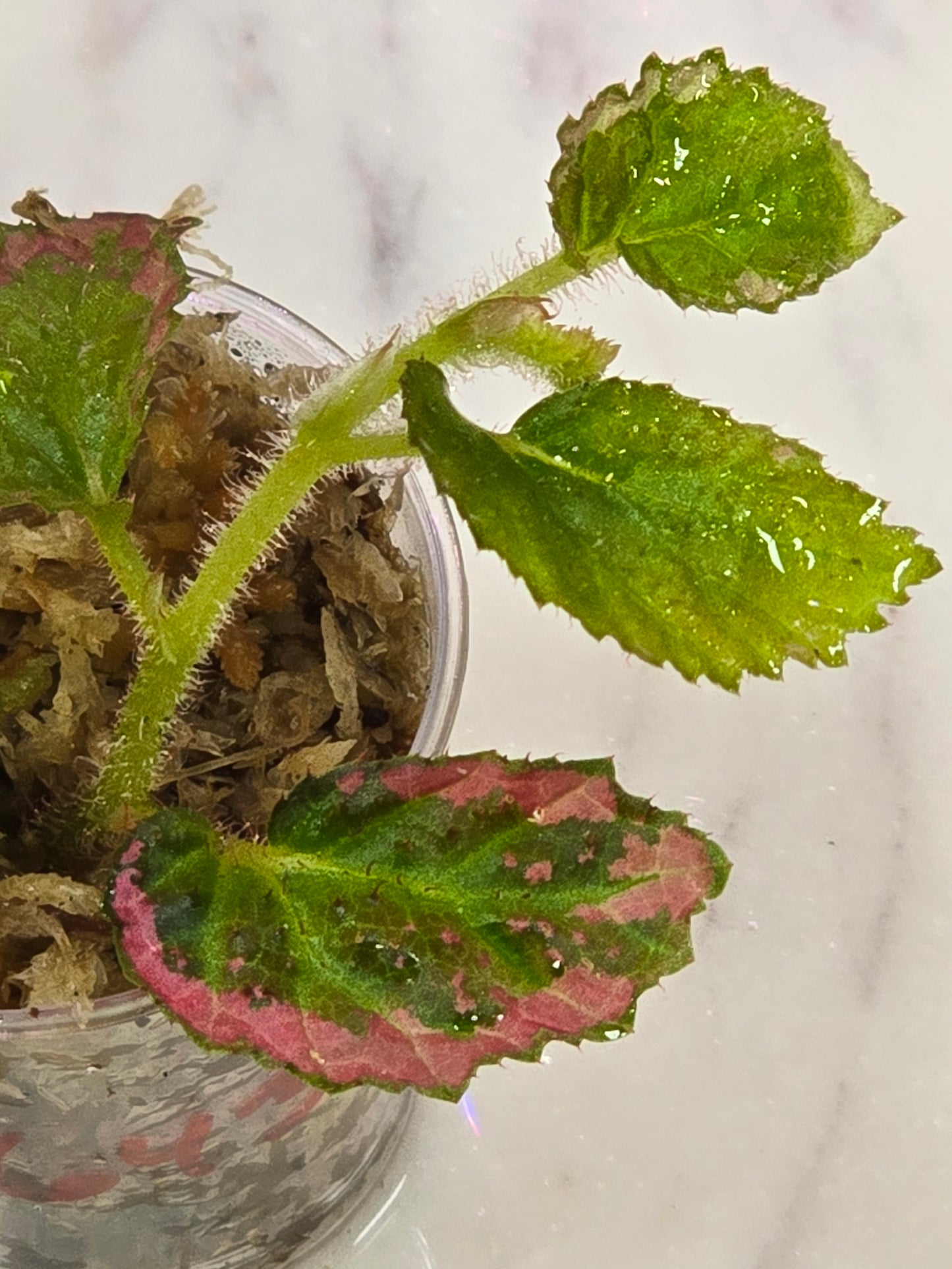 Begonia U012