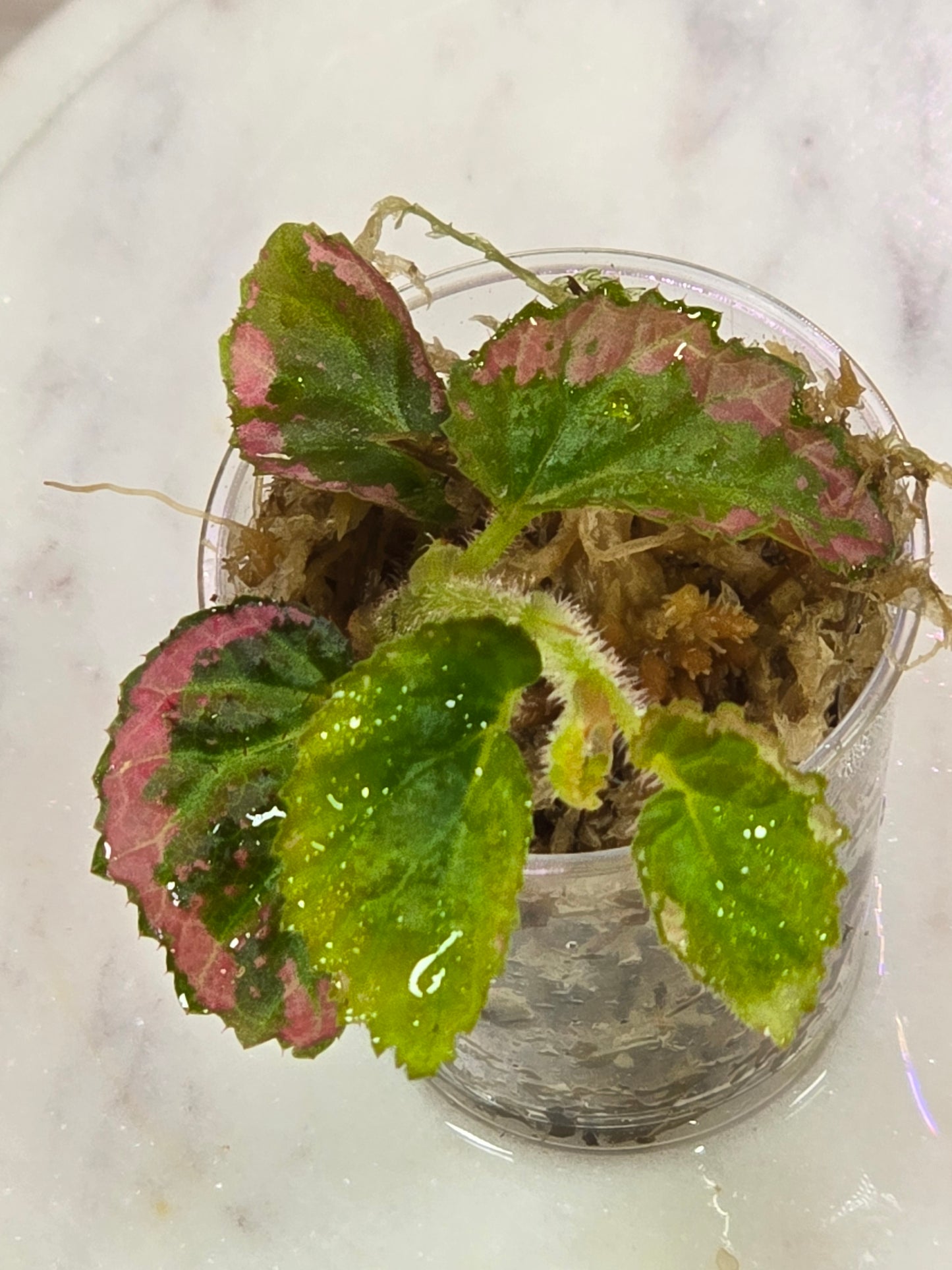 Begonia U012