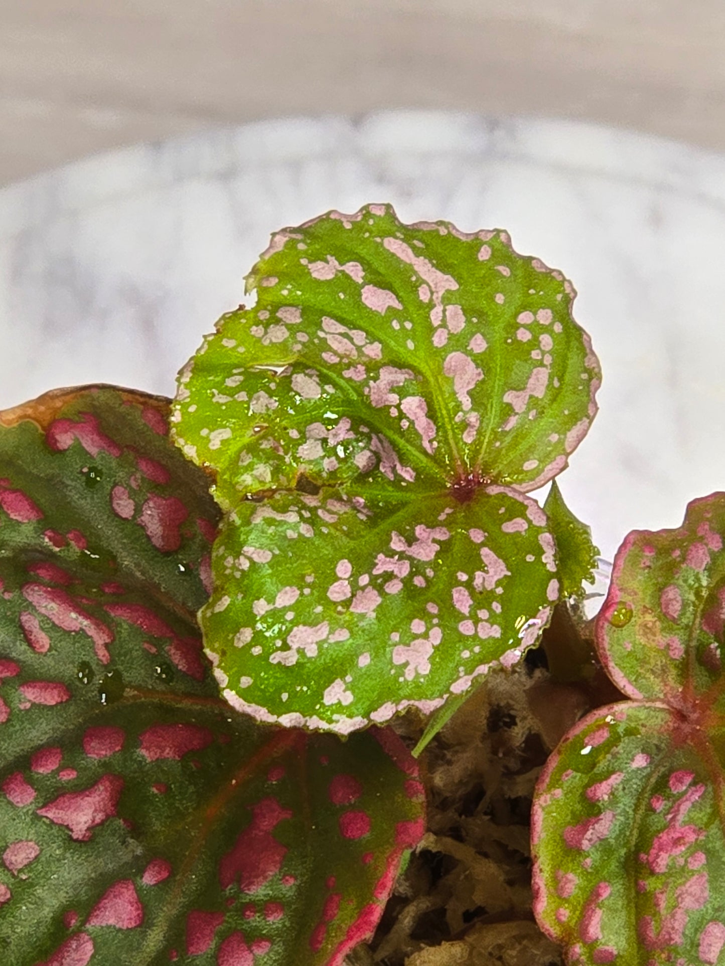 Begonia Roseopunctata