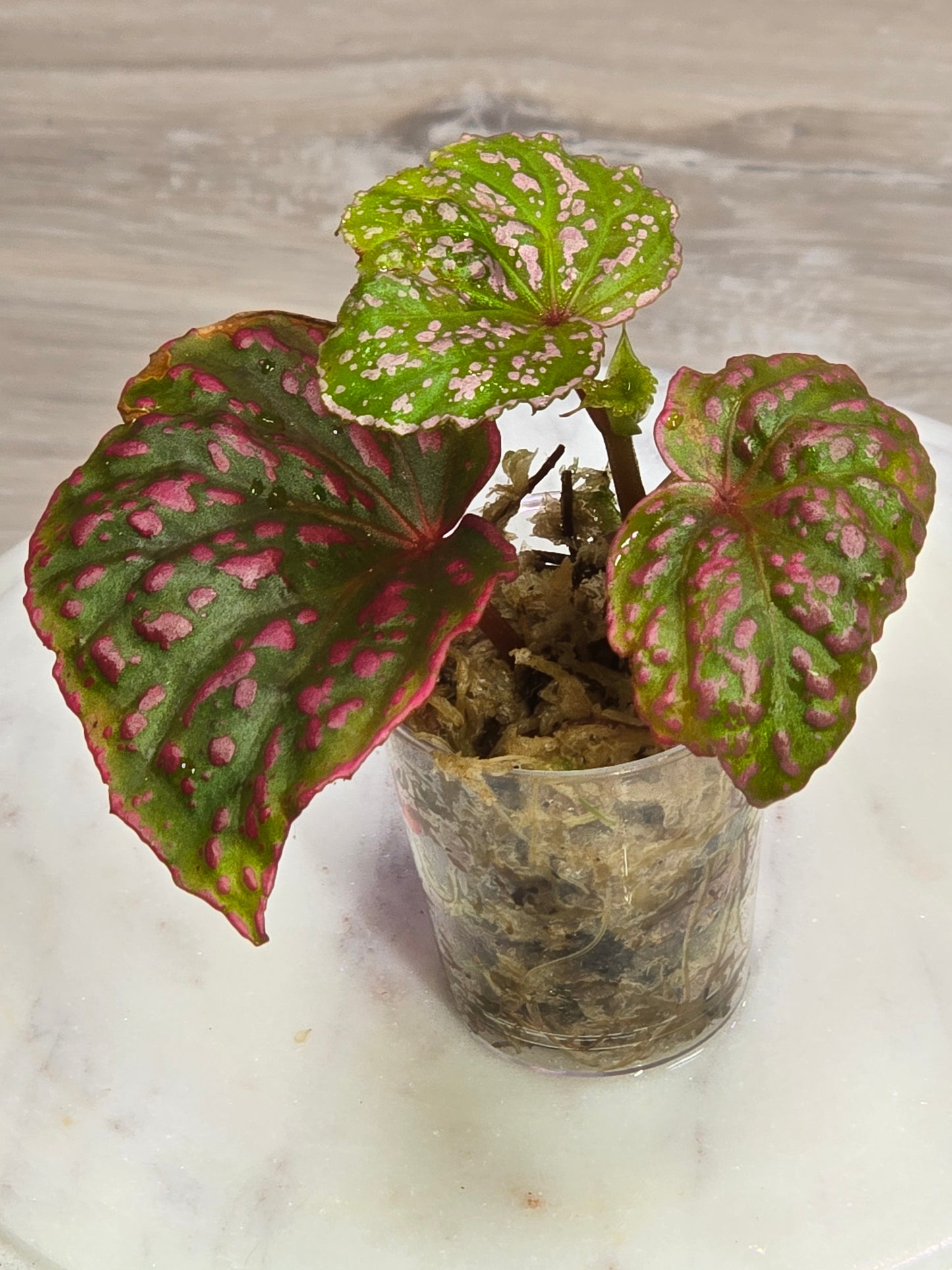 Begonia Roseopunctata