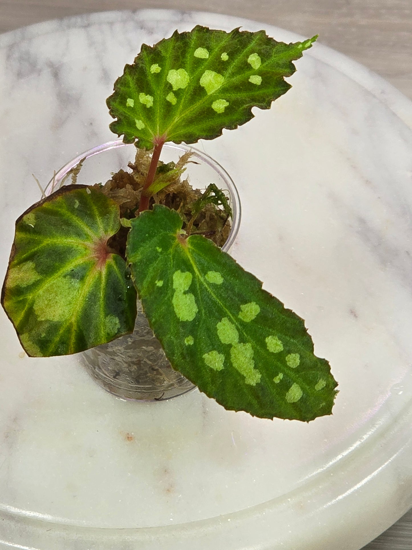 Begonia Mantuk