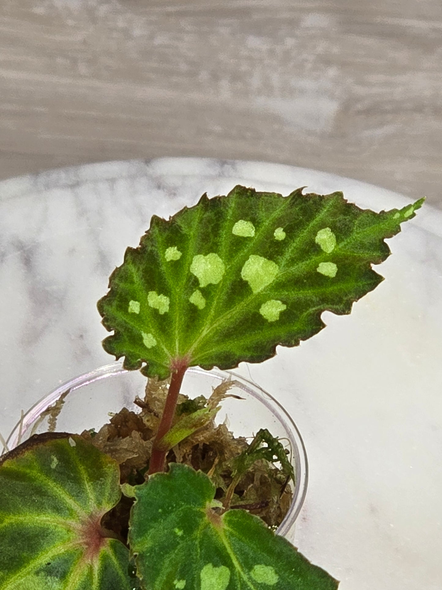 Begonia Mantuk