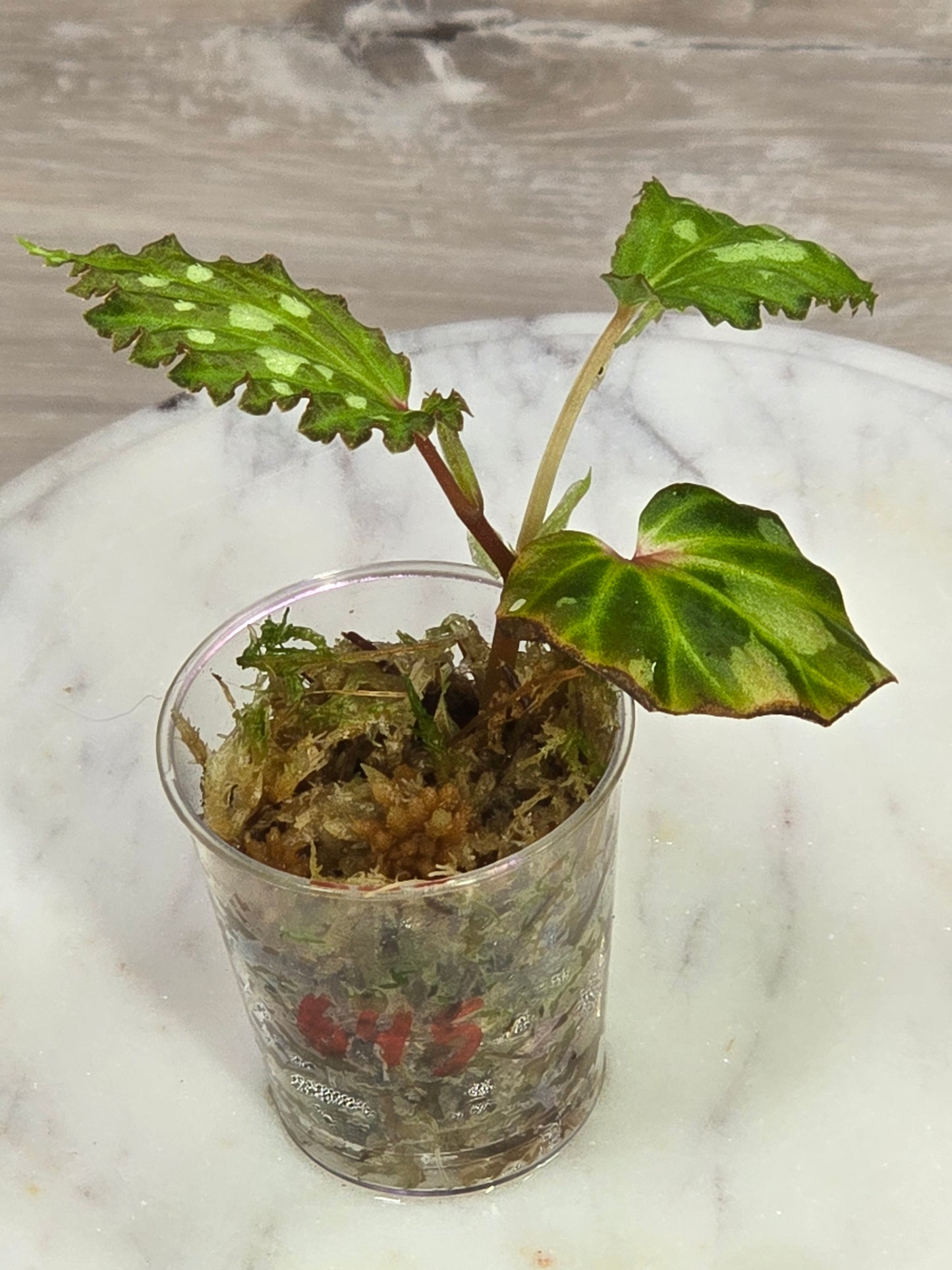 Begonia Mantuk