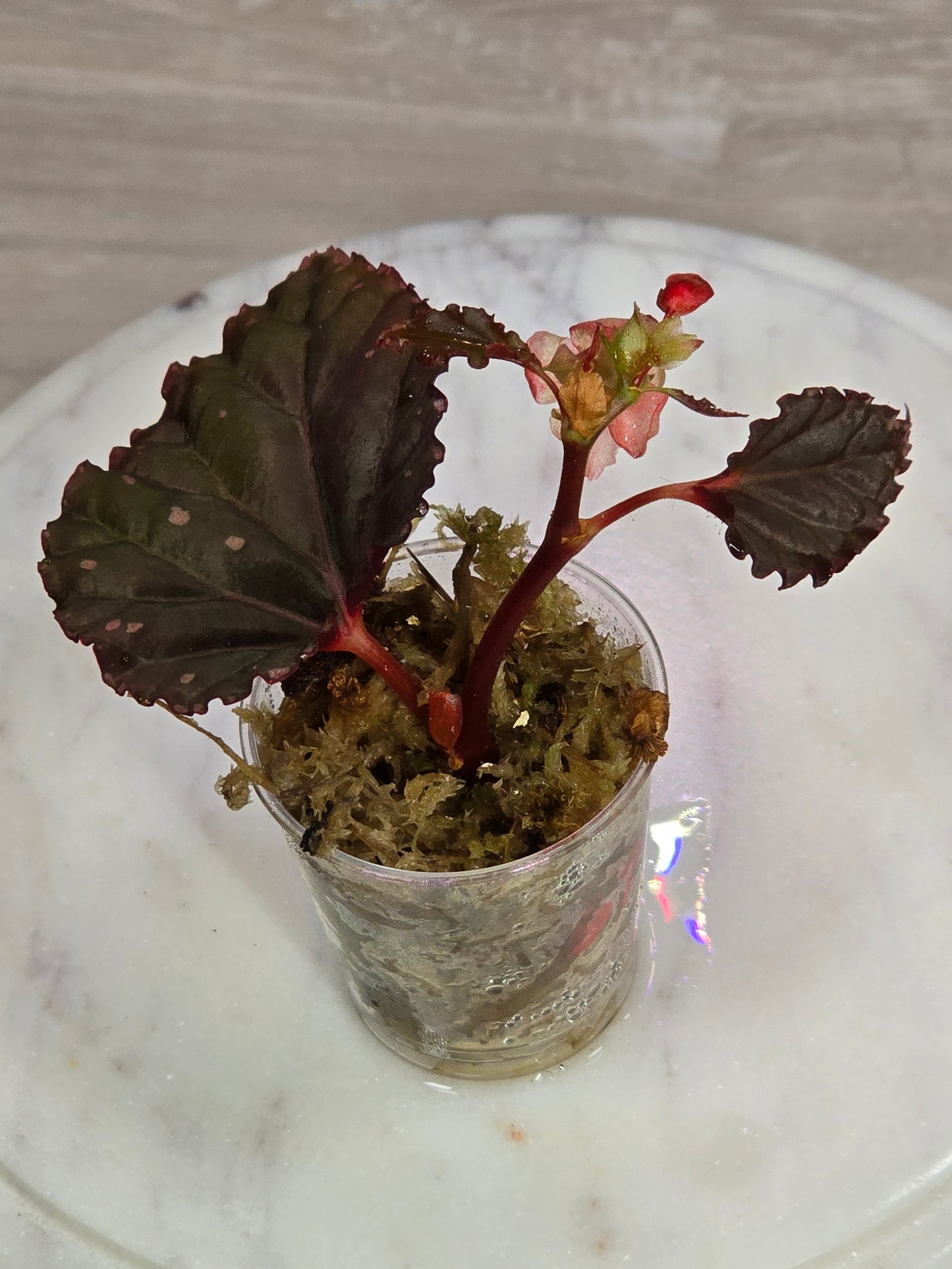 Begonia SP Sabah