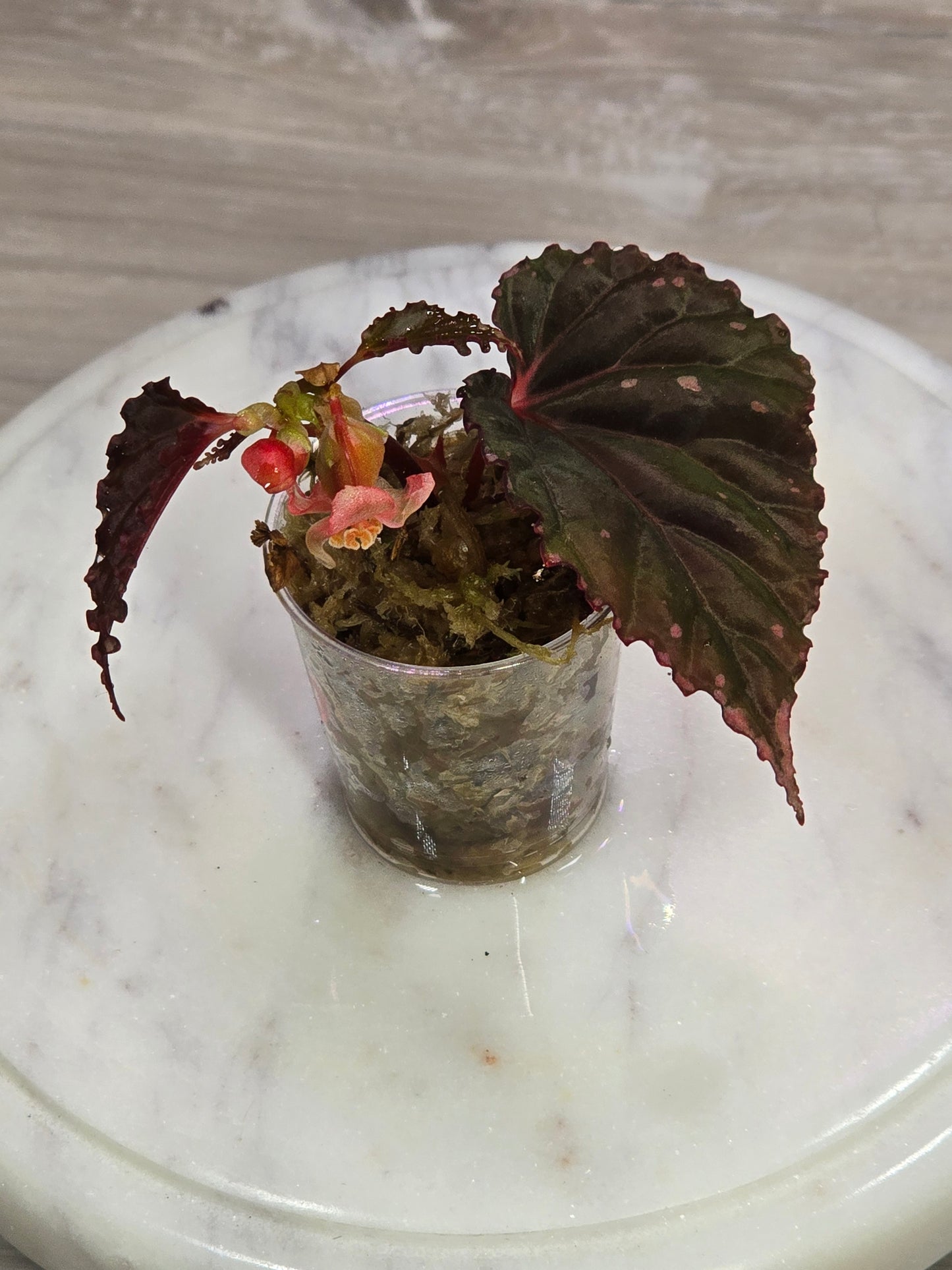 Begonia SP Sabah