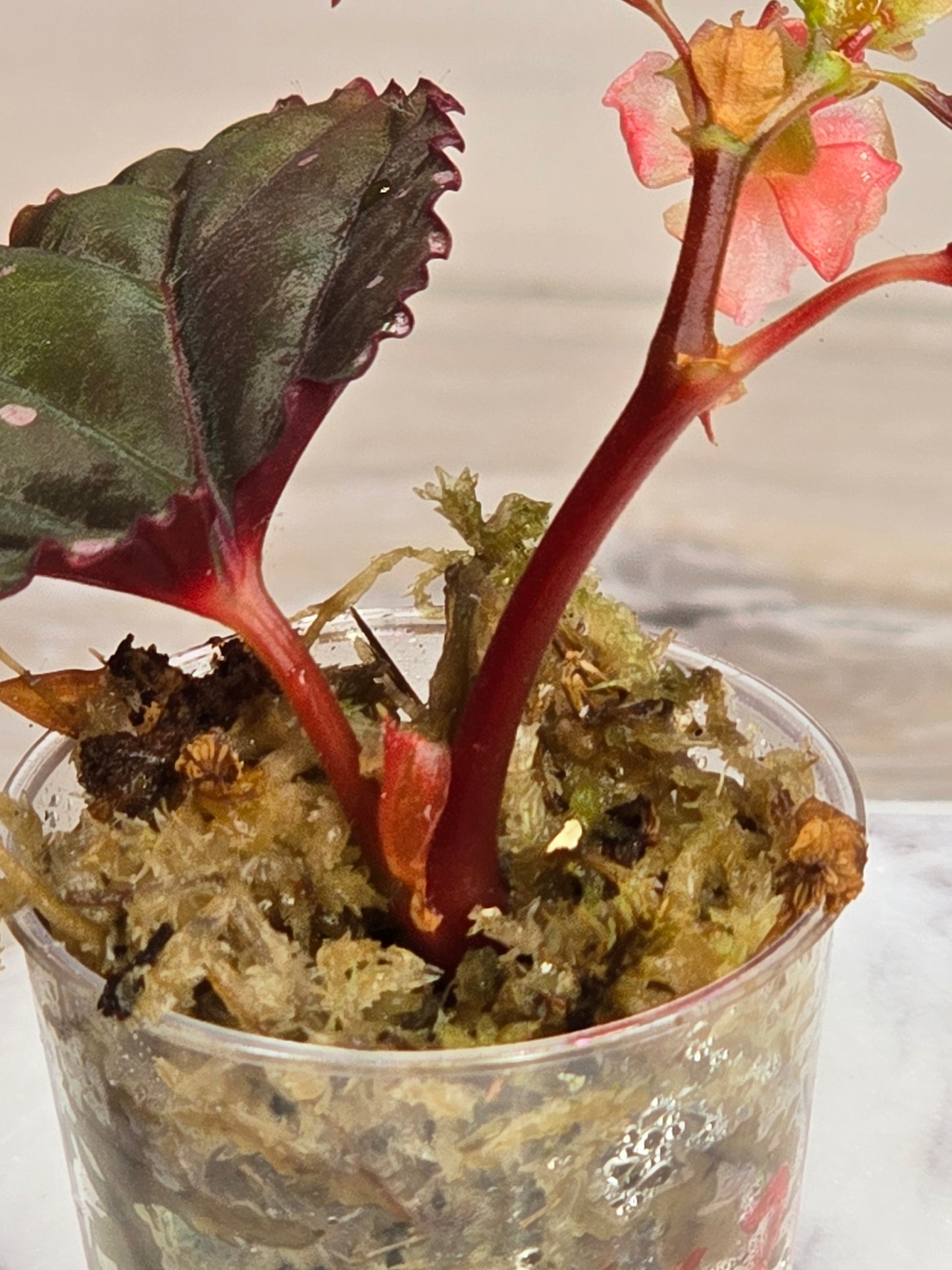 Begonia SP Sabah