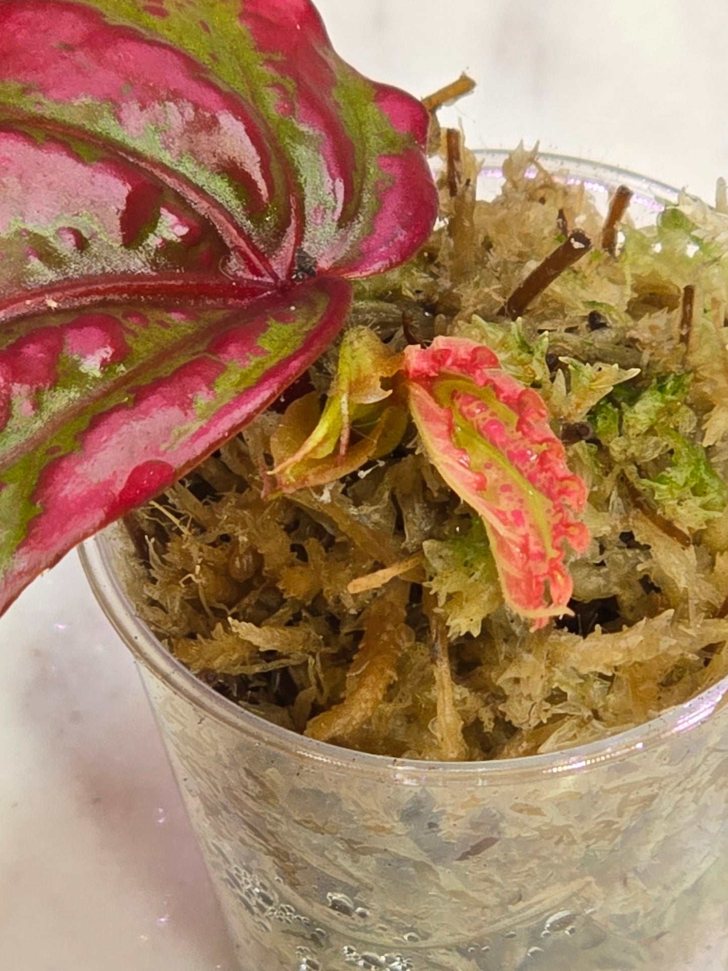 Begonia SP Crazy Pink