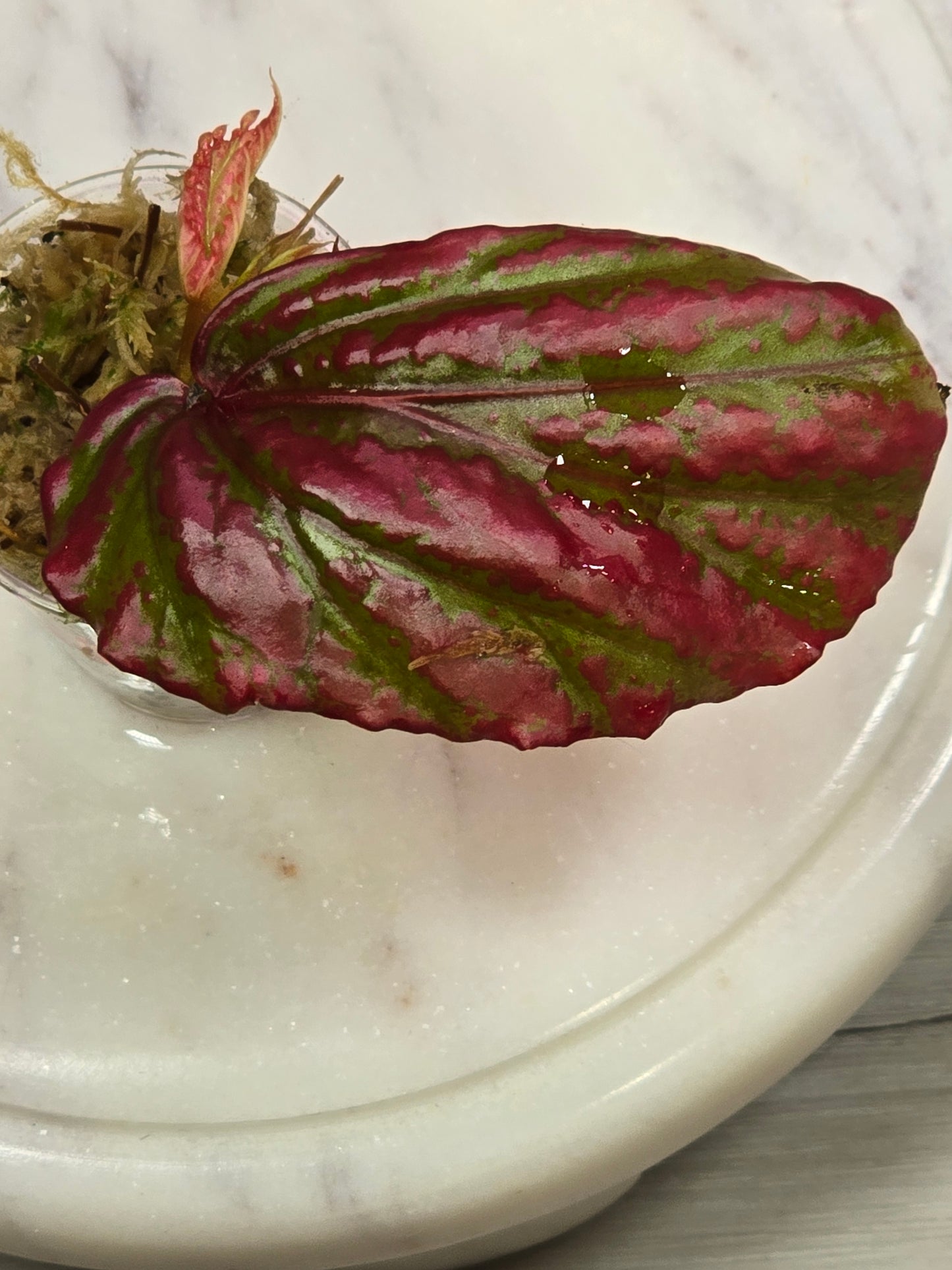 Begonia SP Crazy Pink