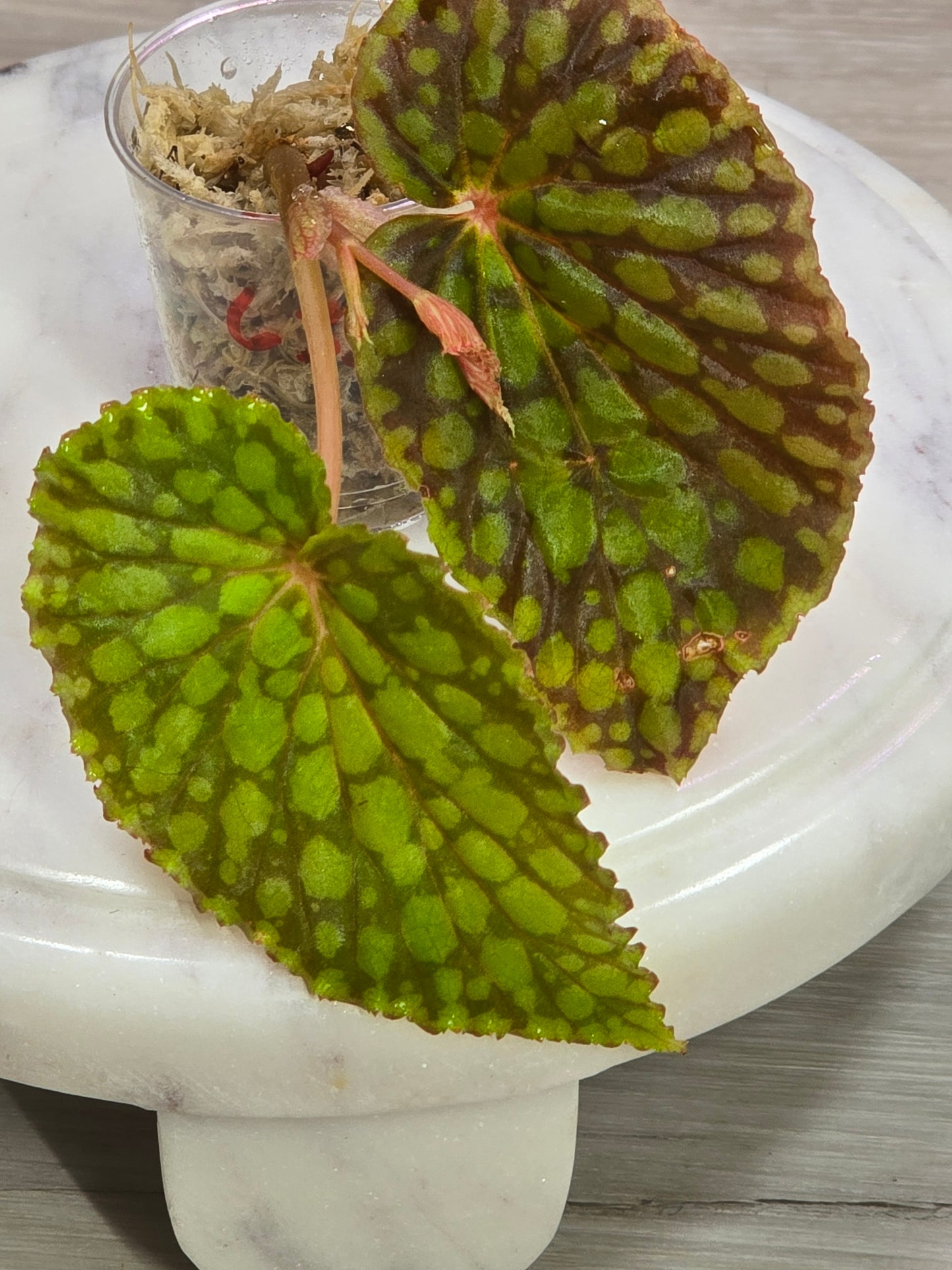 Begonia Chlorosticta Red Form