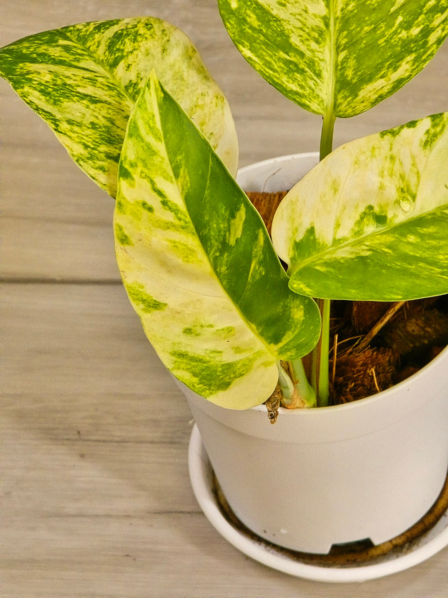 Epipremnum Pinnatum Yellow Flame #12
