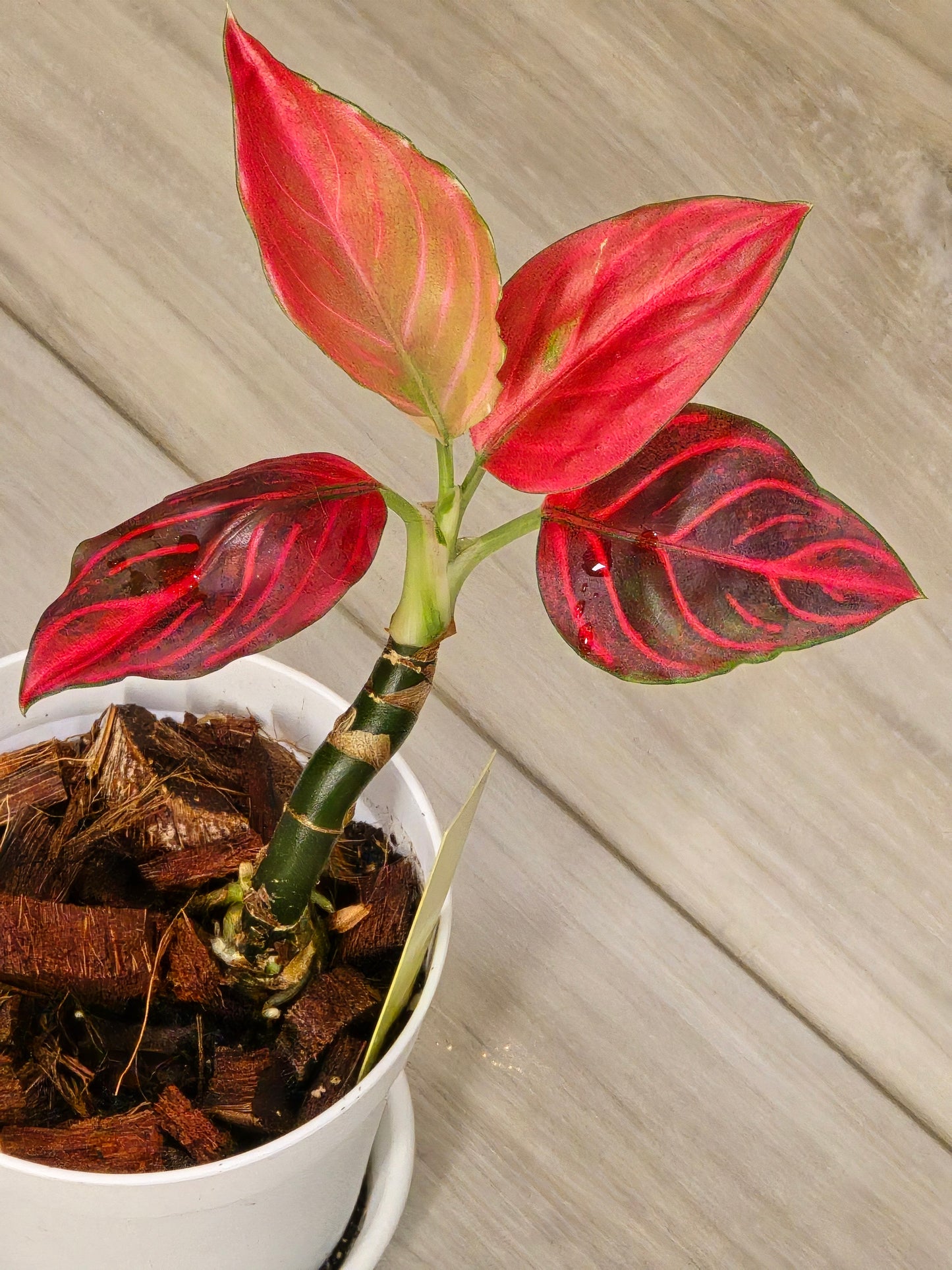 Aglaonema Khan Mak Red # 593