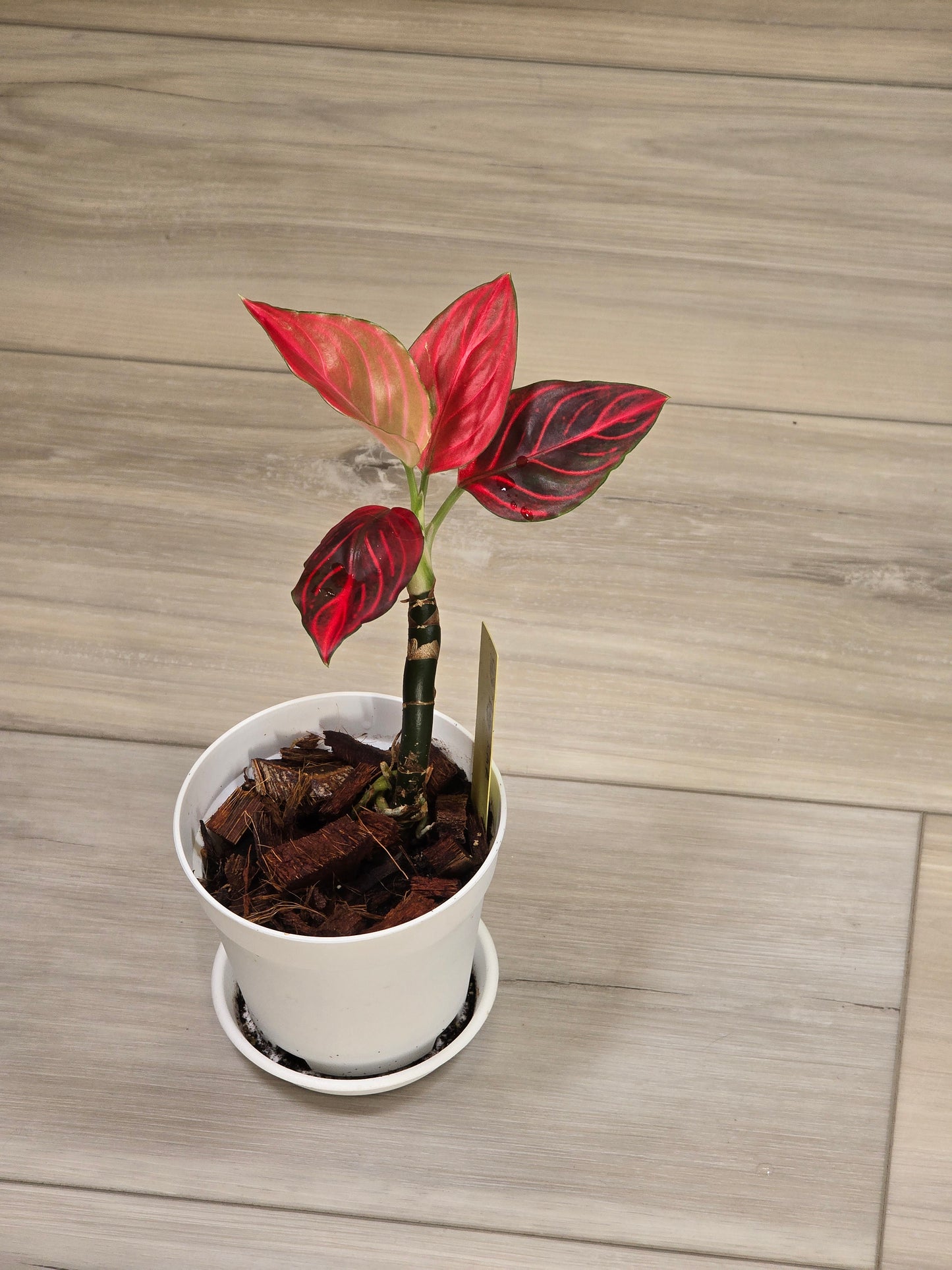 Aglaonema Khan Mak Red # 593