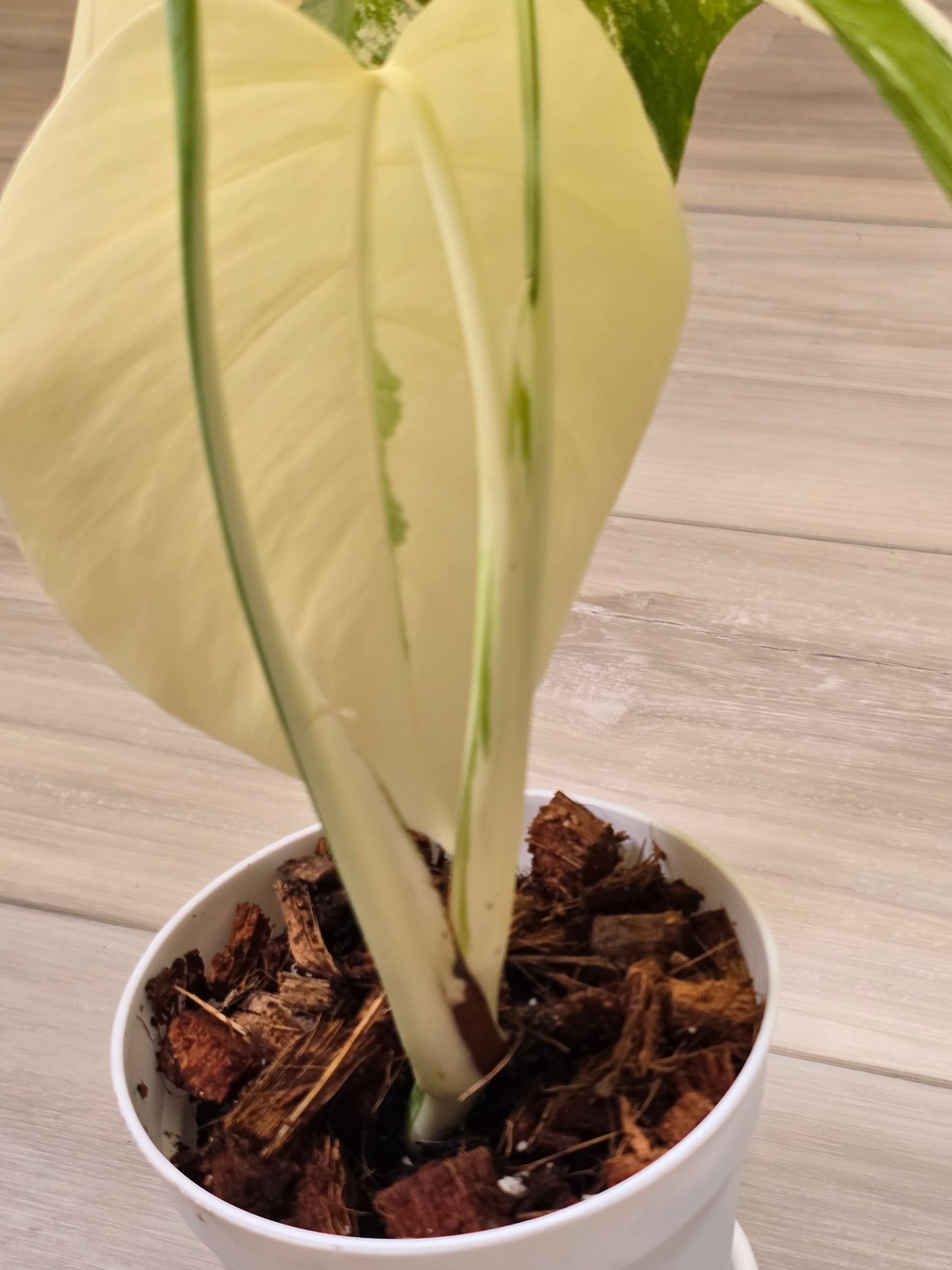 Monstera Albo #14