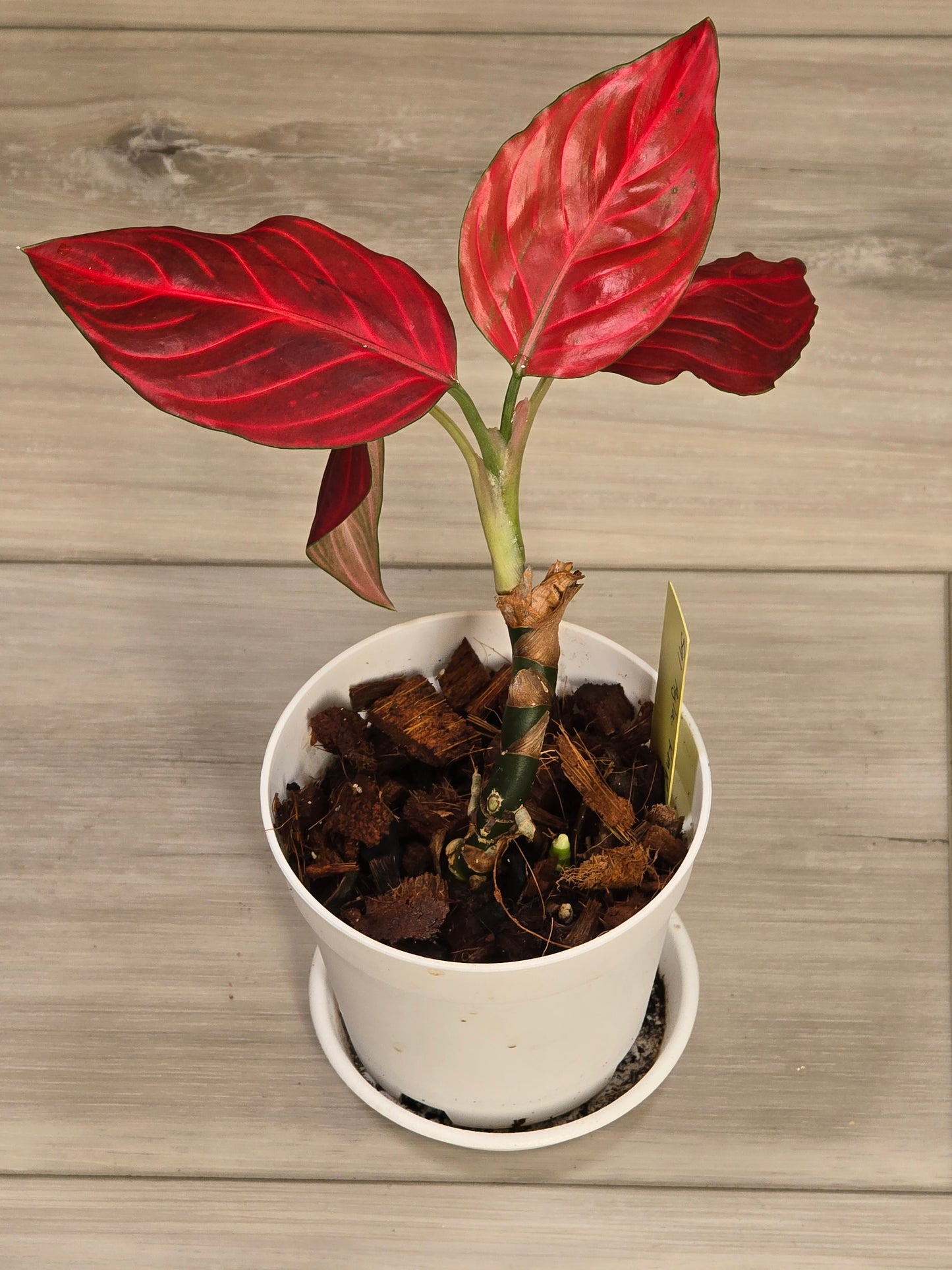 Aglaonema Khan Mak Red # 591