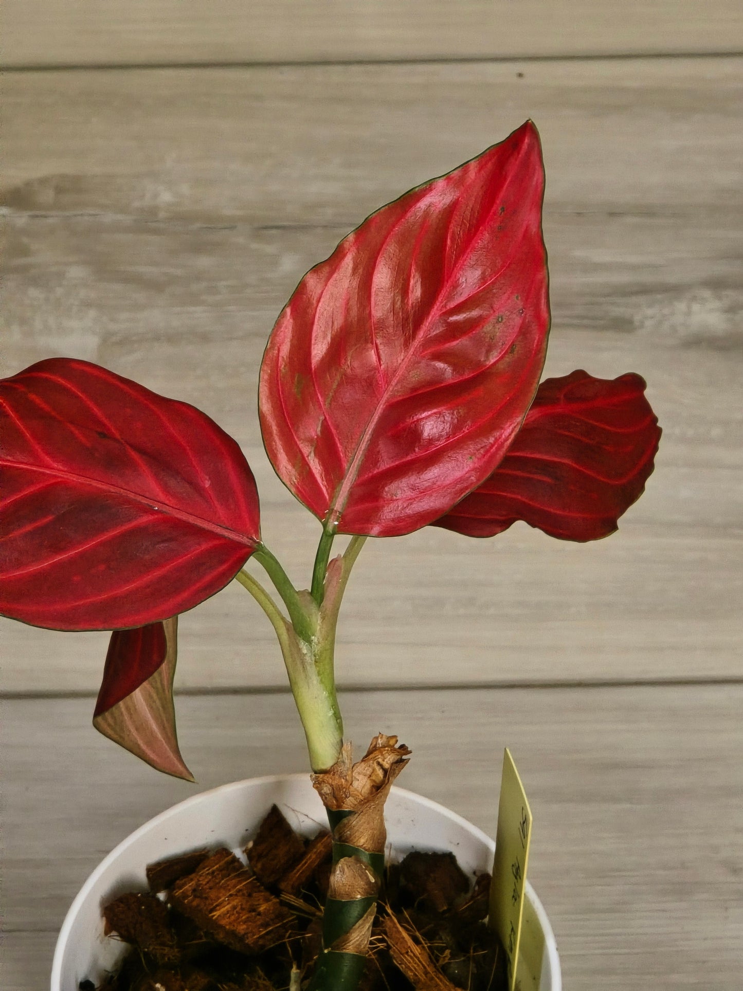 Aglaonema Khan Mak Red # 591