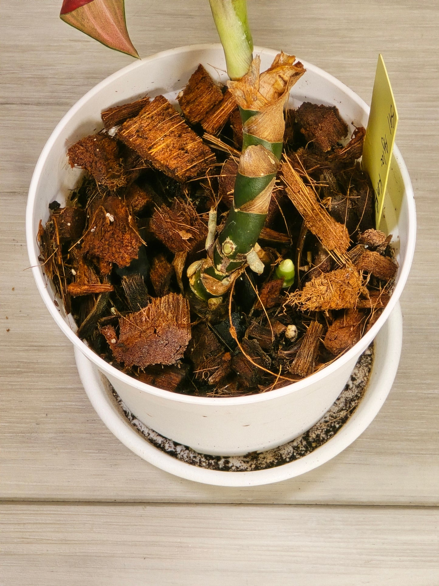 Aglaonema Khan Mak Red # 591