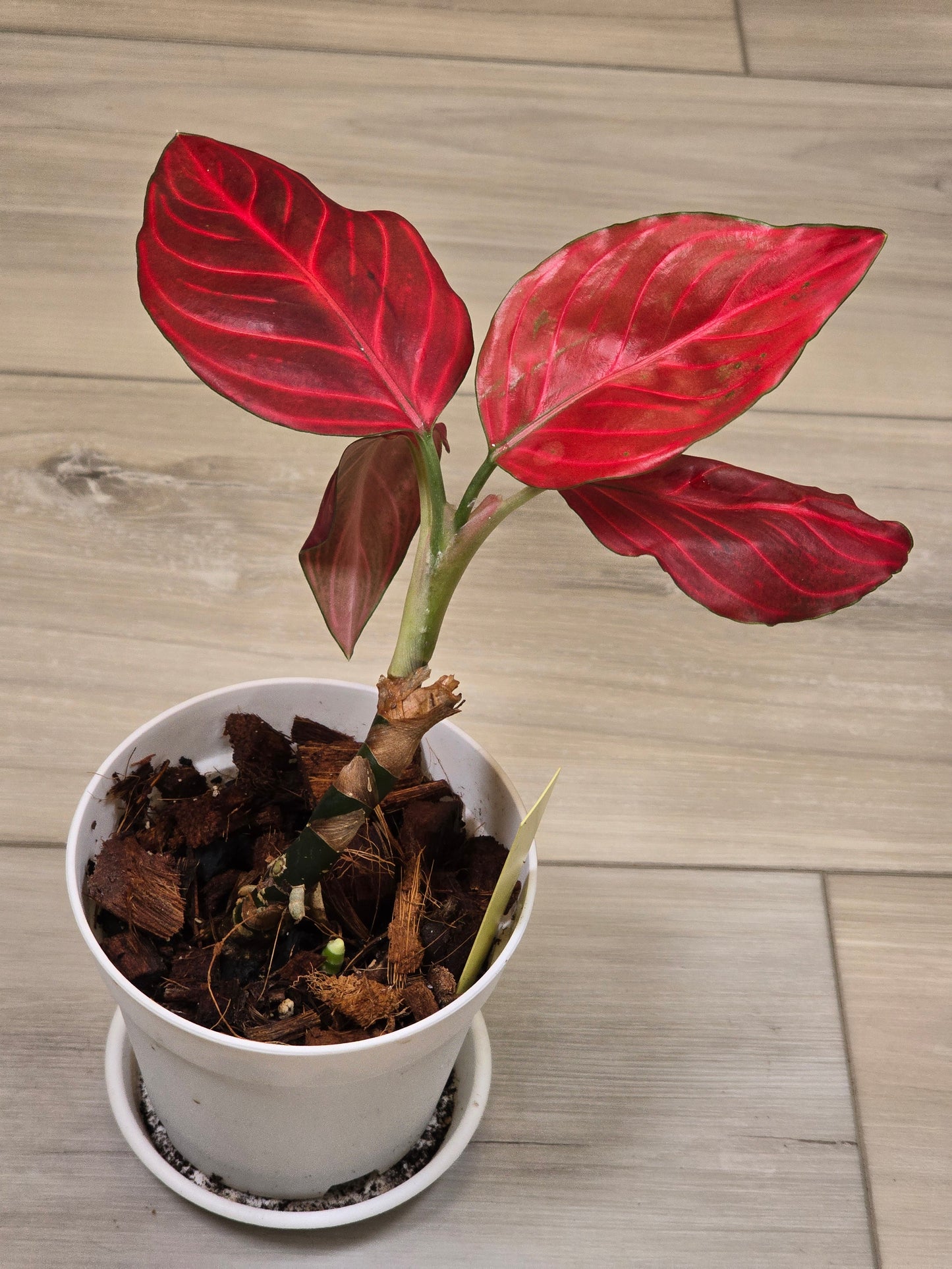 Aglaonema Khan Mak Red # 591