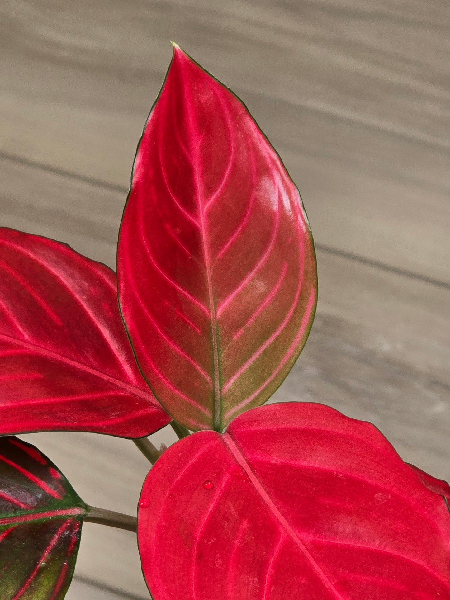 Aglaonema Khan Mak Red # 592