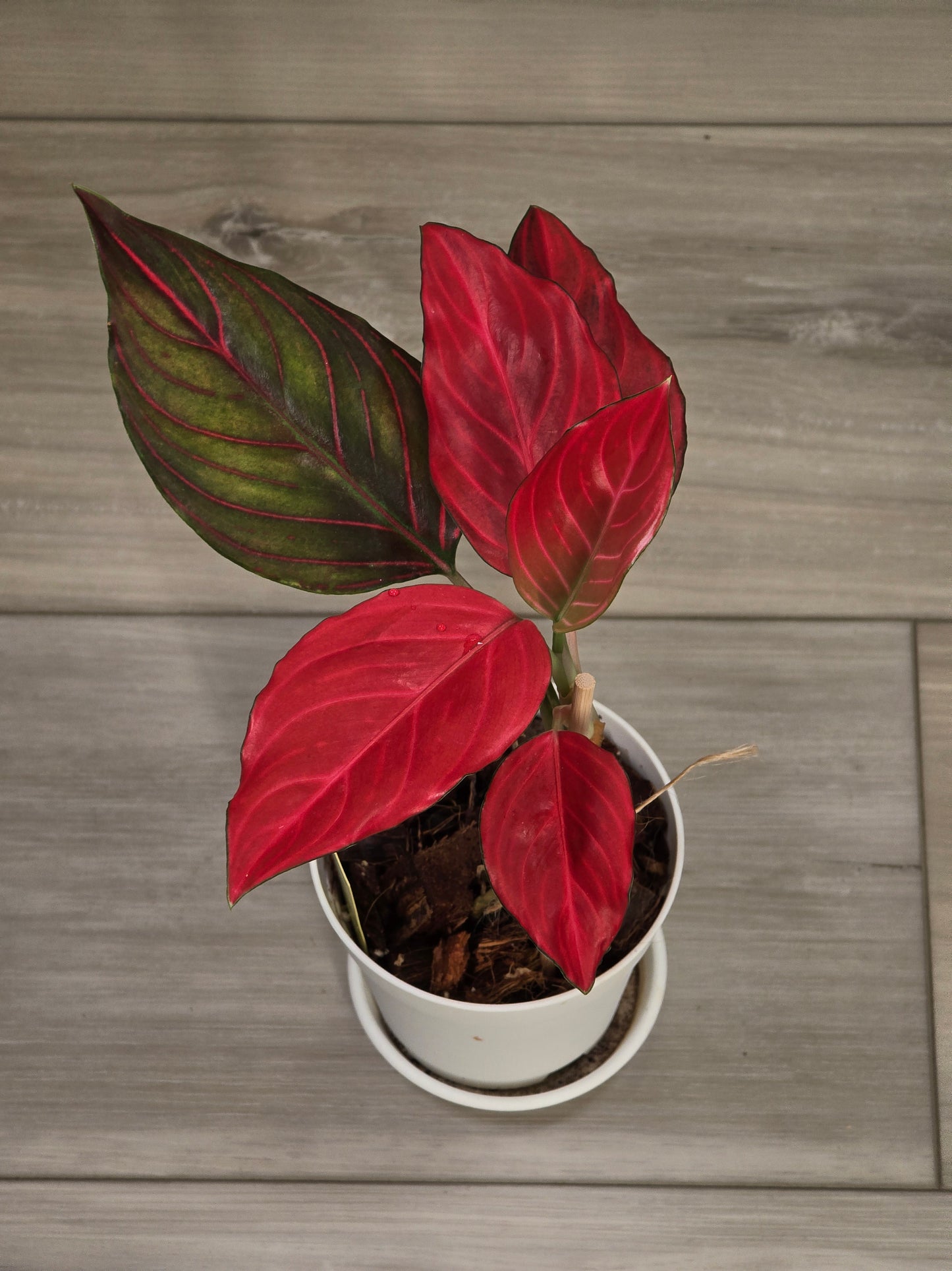 Aglaonema Khan Mak Red # 592