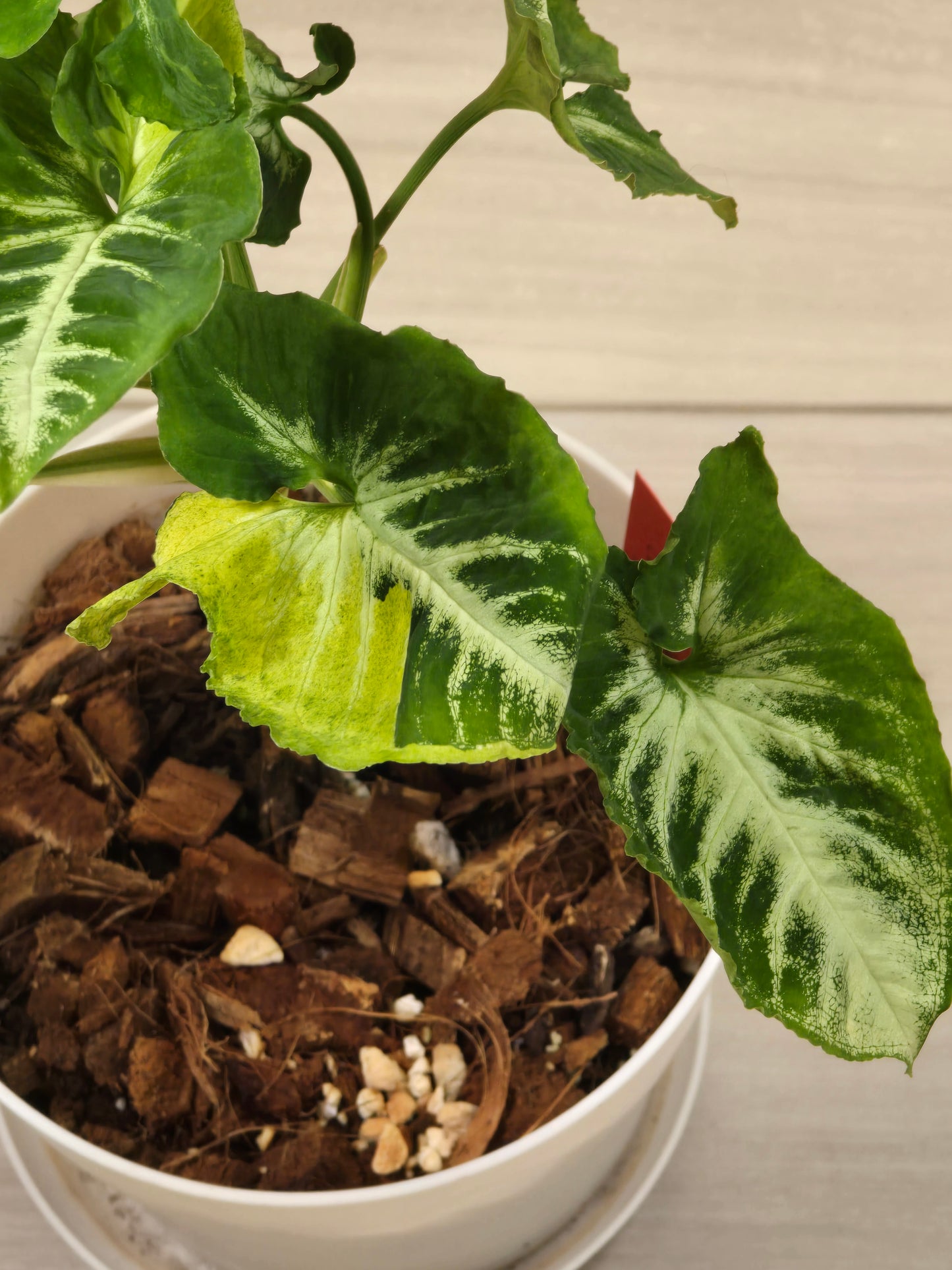 Syngonium Scrambled Egg # 506
