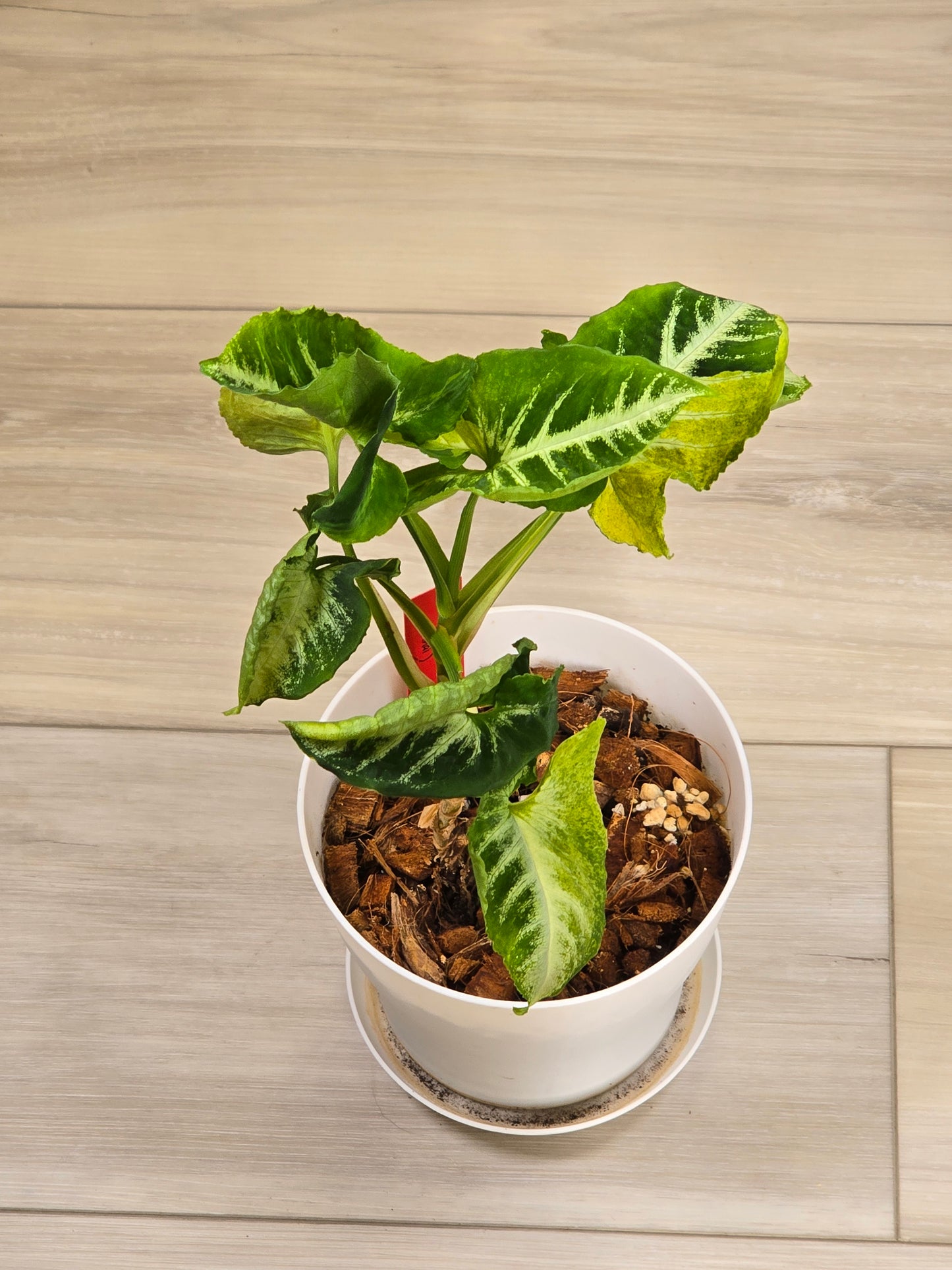 Syngonium Scrambled Egg # 506