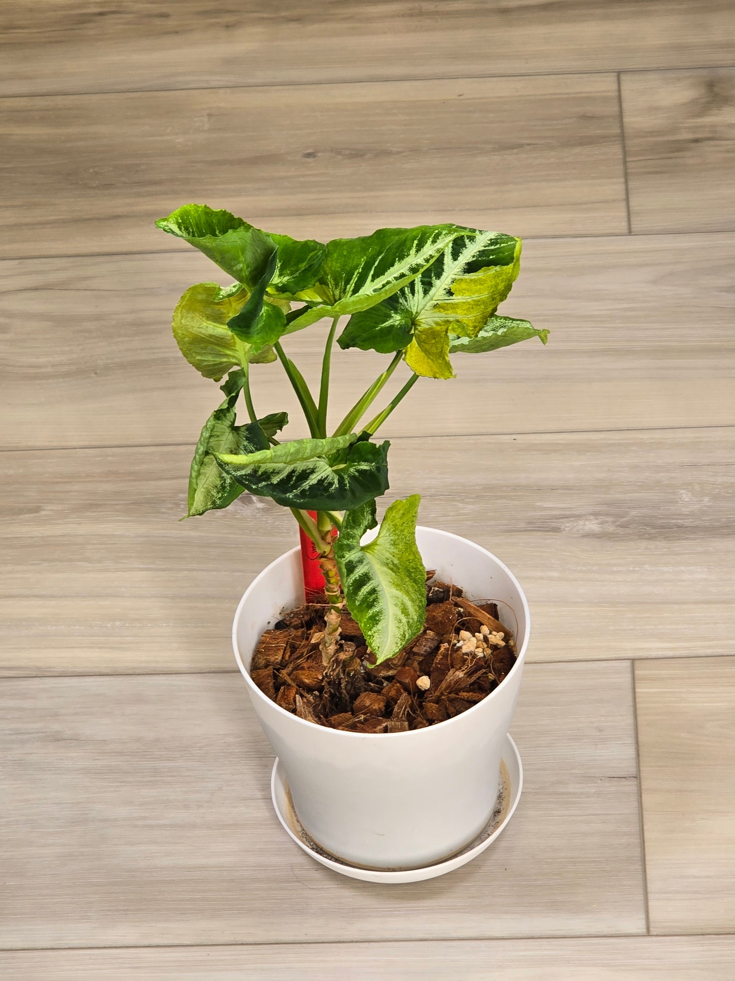 Syngonium Scrambled Egg # 506