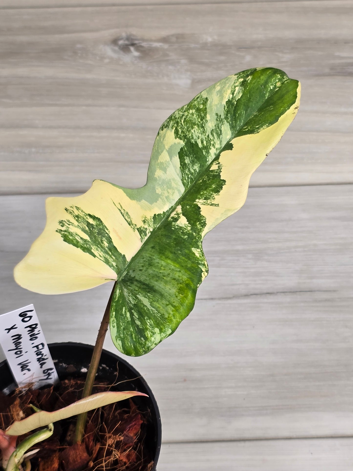 Philodendron Florida Beauty X Mayoi Variegated #60
