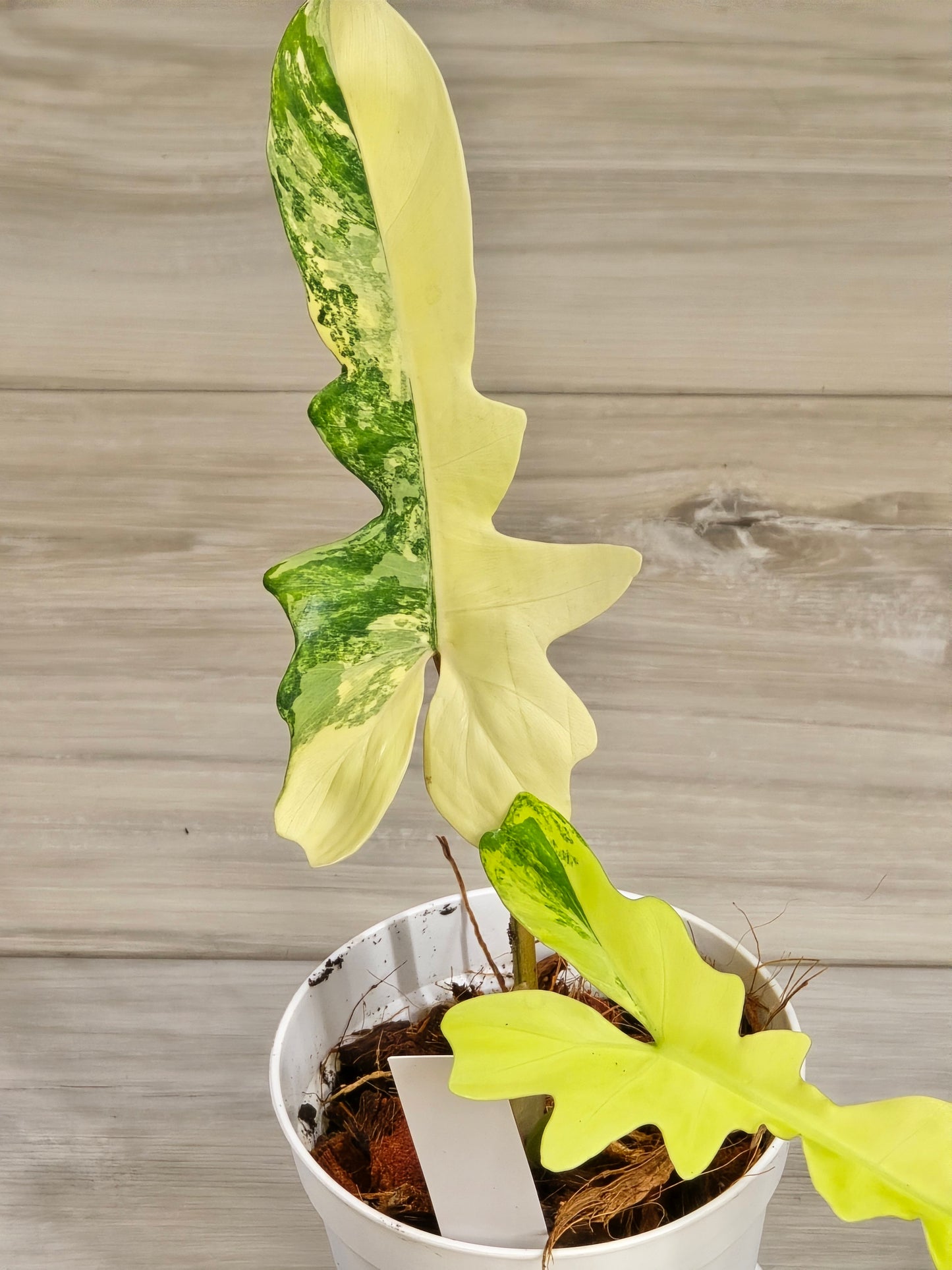 Philodendron Florida Beauty X Mayoi Variegated #63