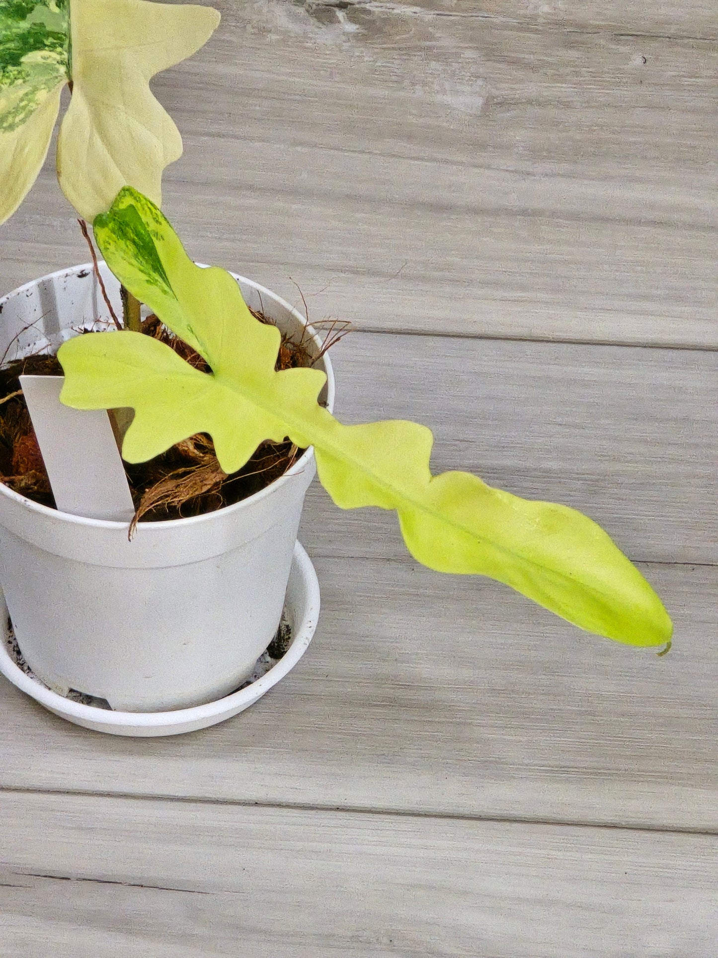 Philodendron Florida Beauty X Mayoi Variegated #63