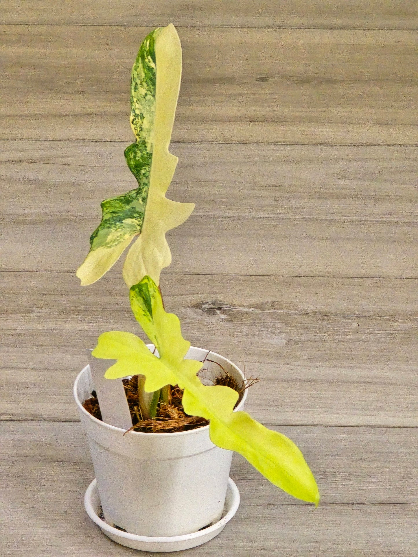 Philodendron Florida Beauty X Mayoi Variegated #63