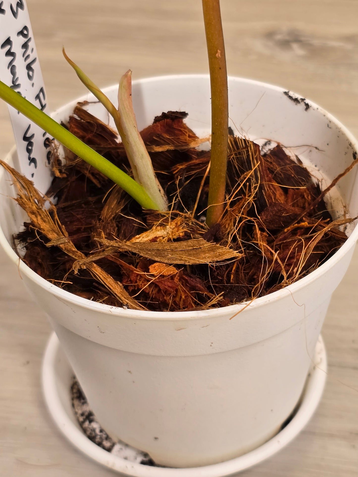 Philodendron Florida Beauty X Mayoi Variegated #63