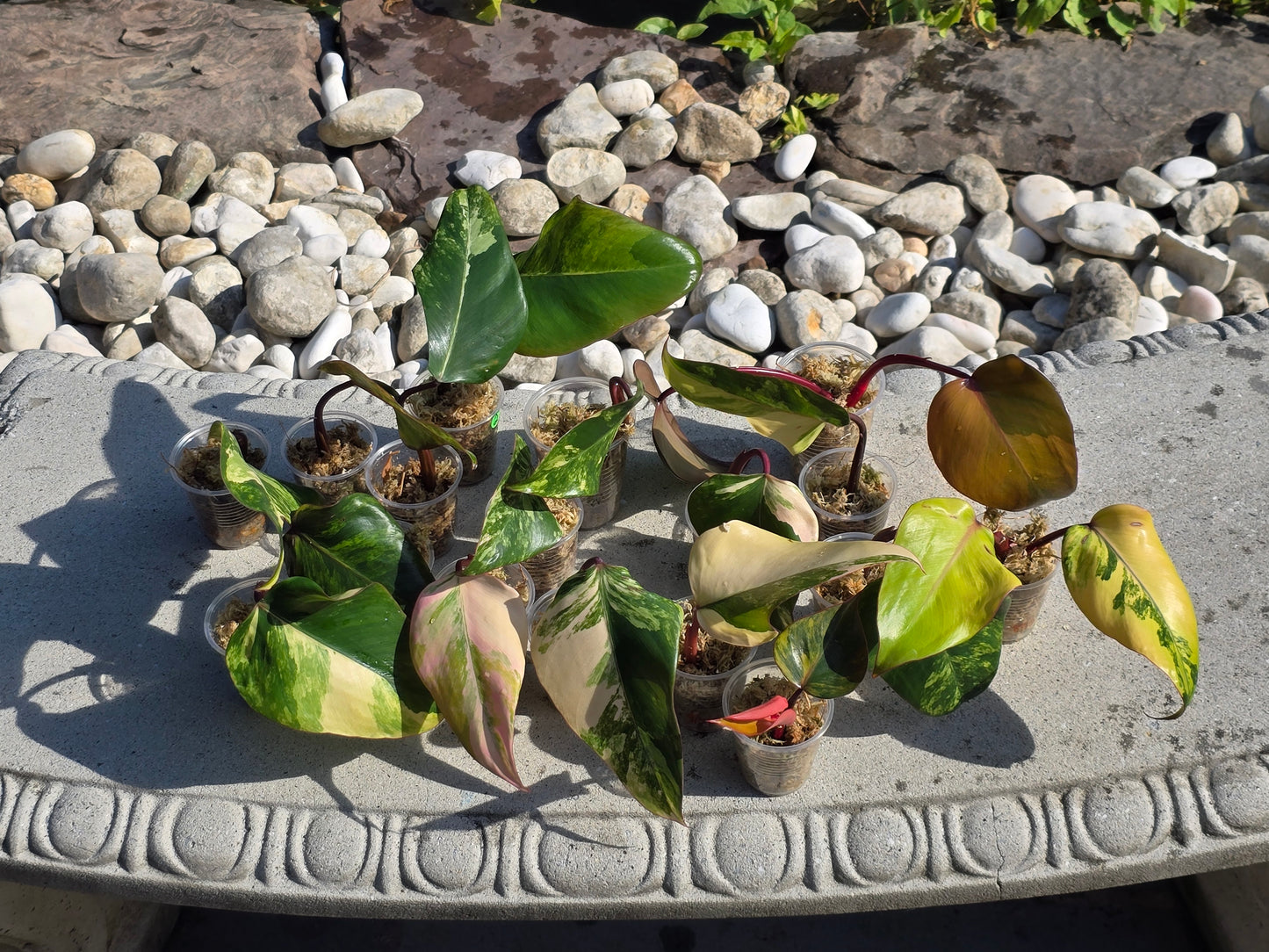 Variegated Philodendron Strawberry Shake Cuttings