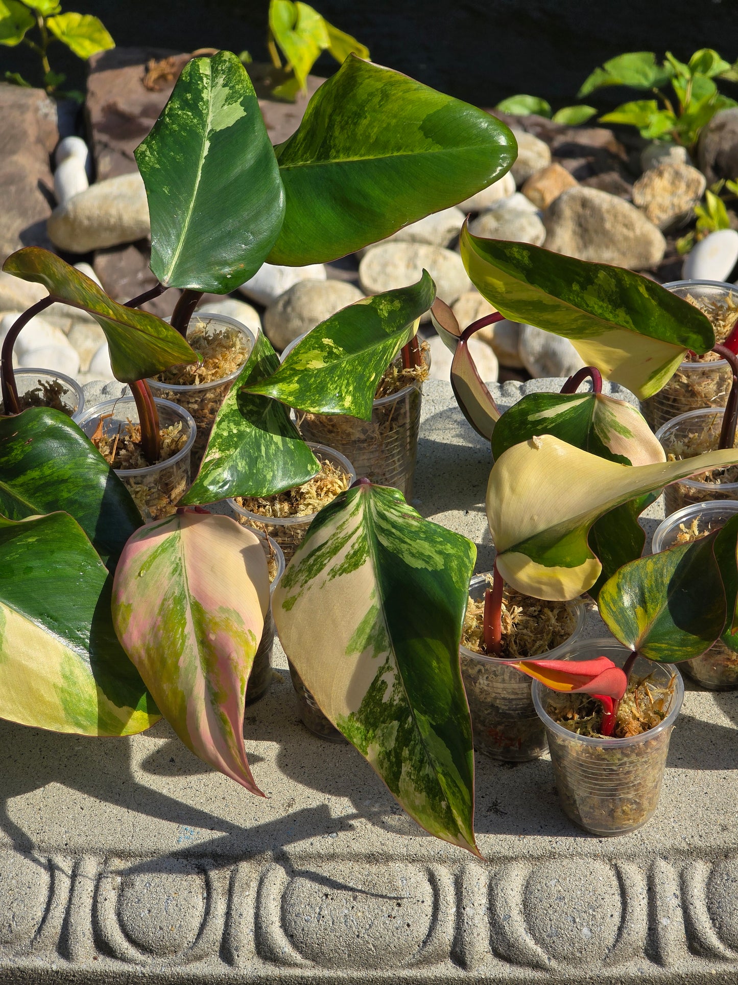Variegated Philodendron Strawberry Shake Cuttings