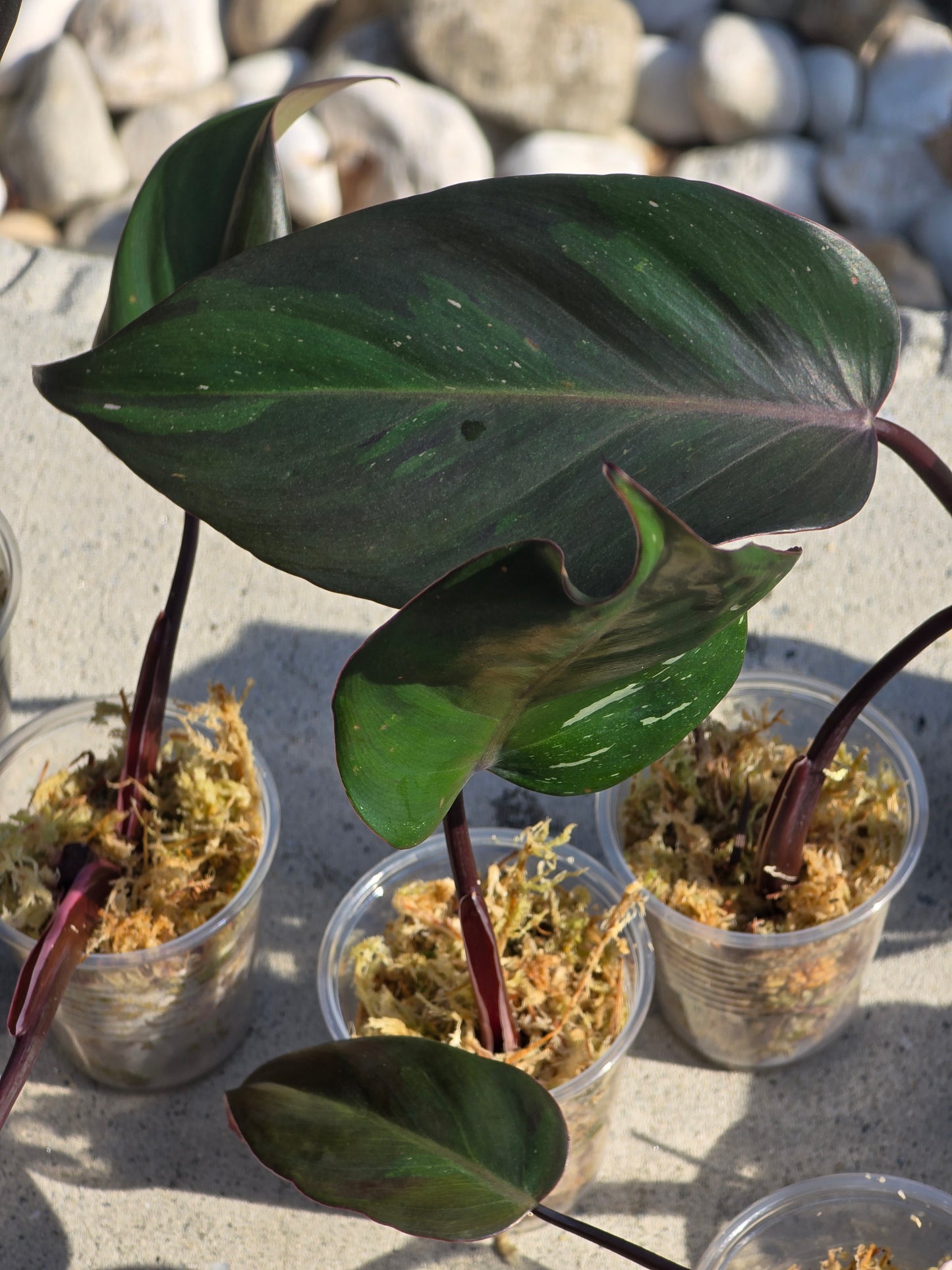 Philodendron Red Anderson Cutting