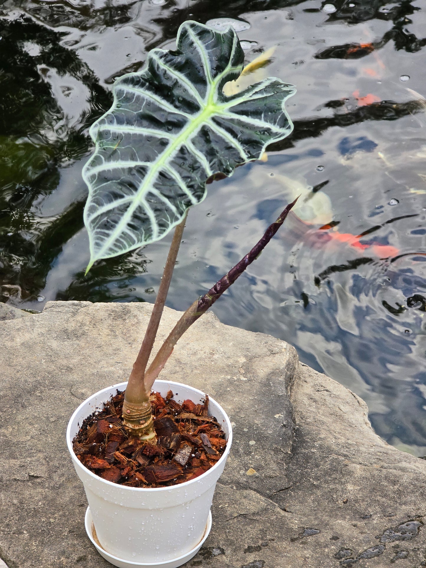 Alocasia Polly/African Mask (Large) #1