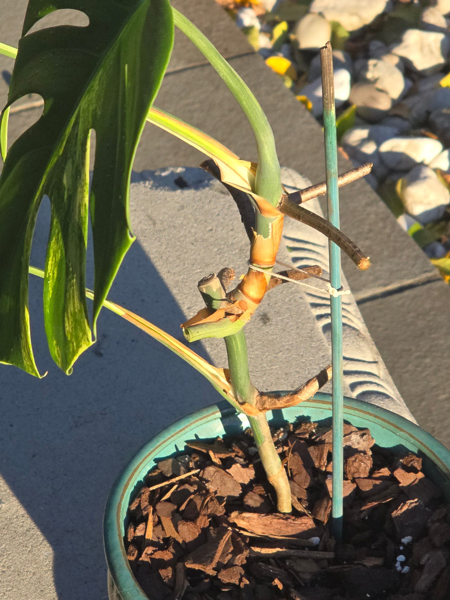 Monstera Aurea