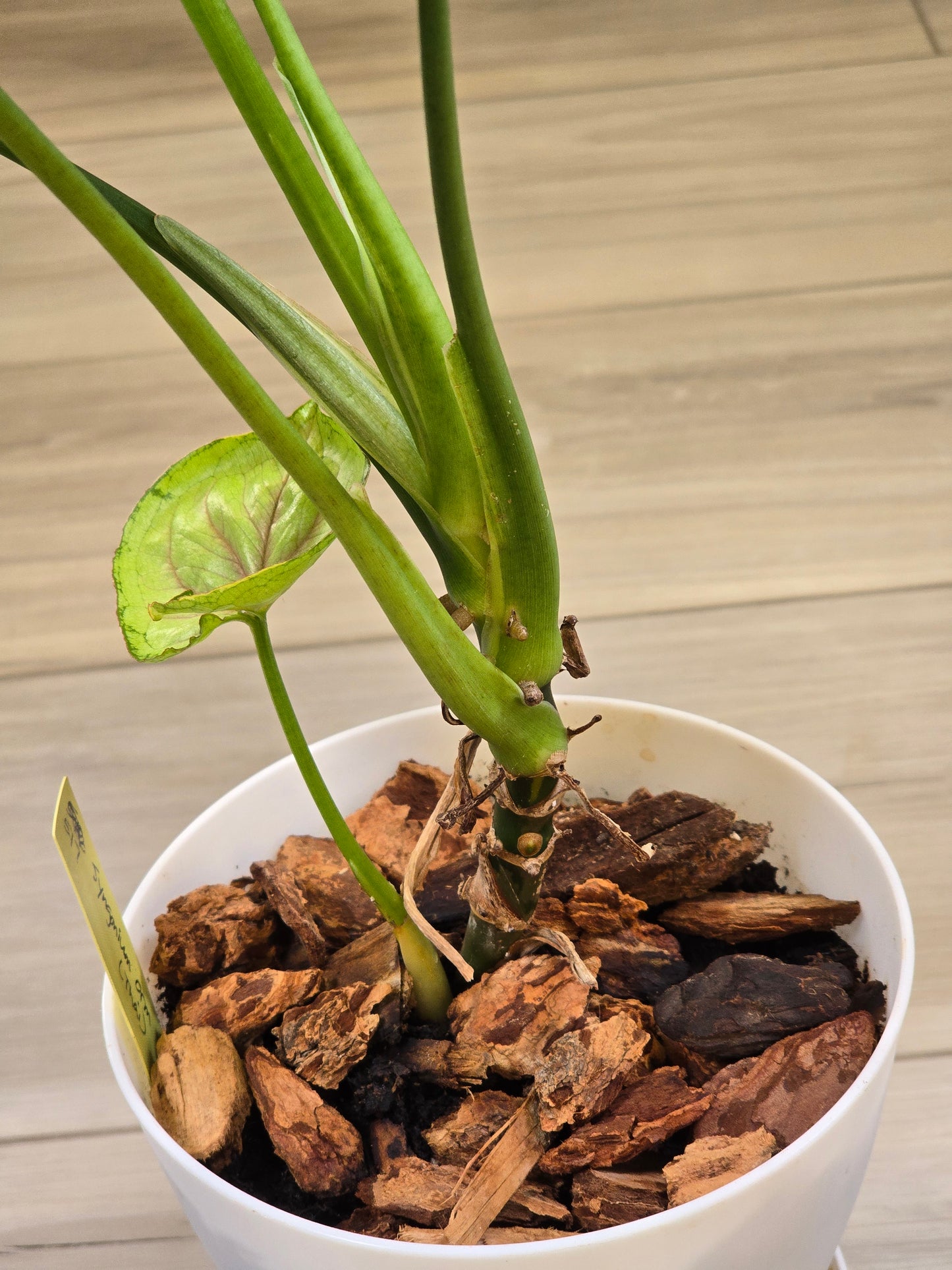 Syngonium Orm Thong #517