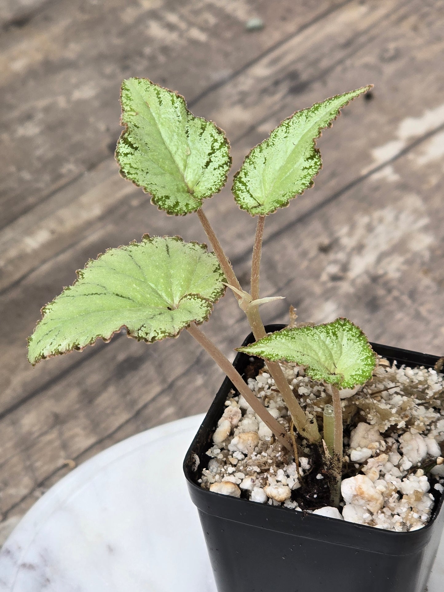 Begonia SP Gunung Condong (RARE)
