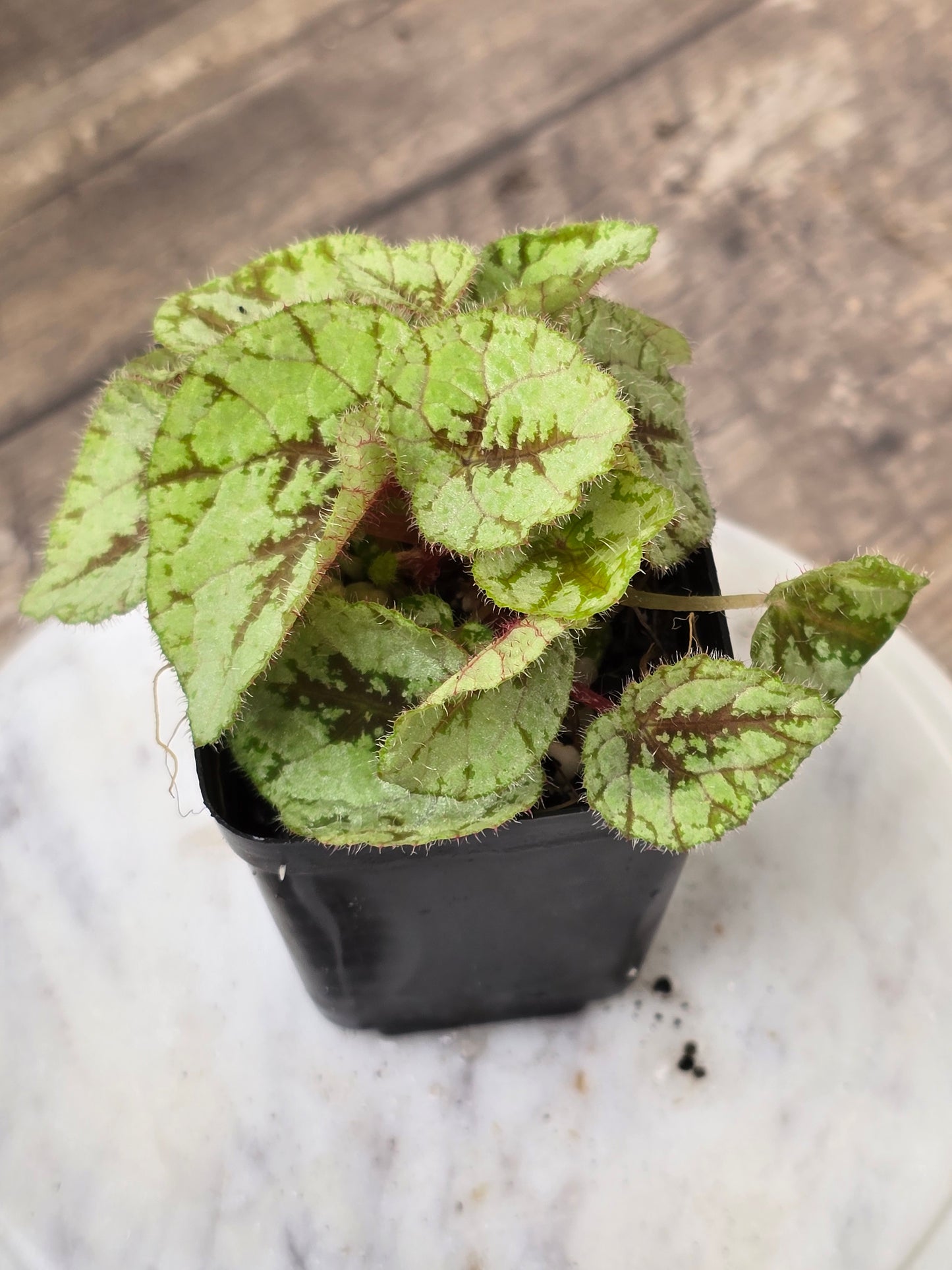 Begonia U664/Lii/Debaoensis