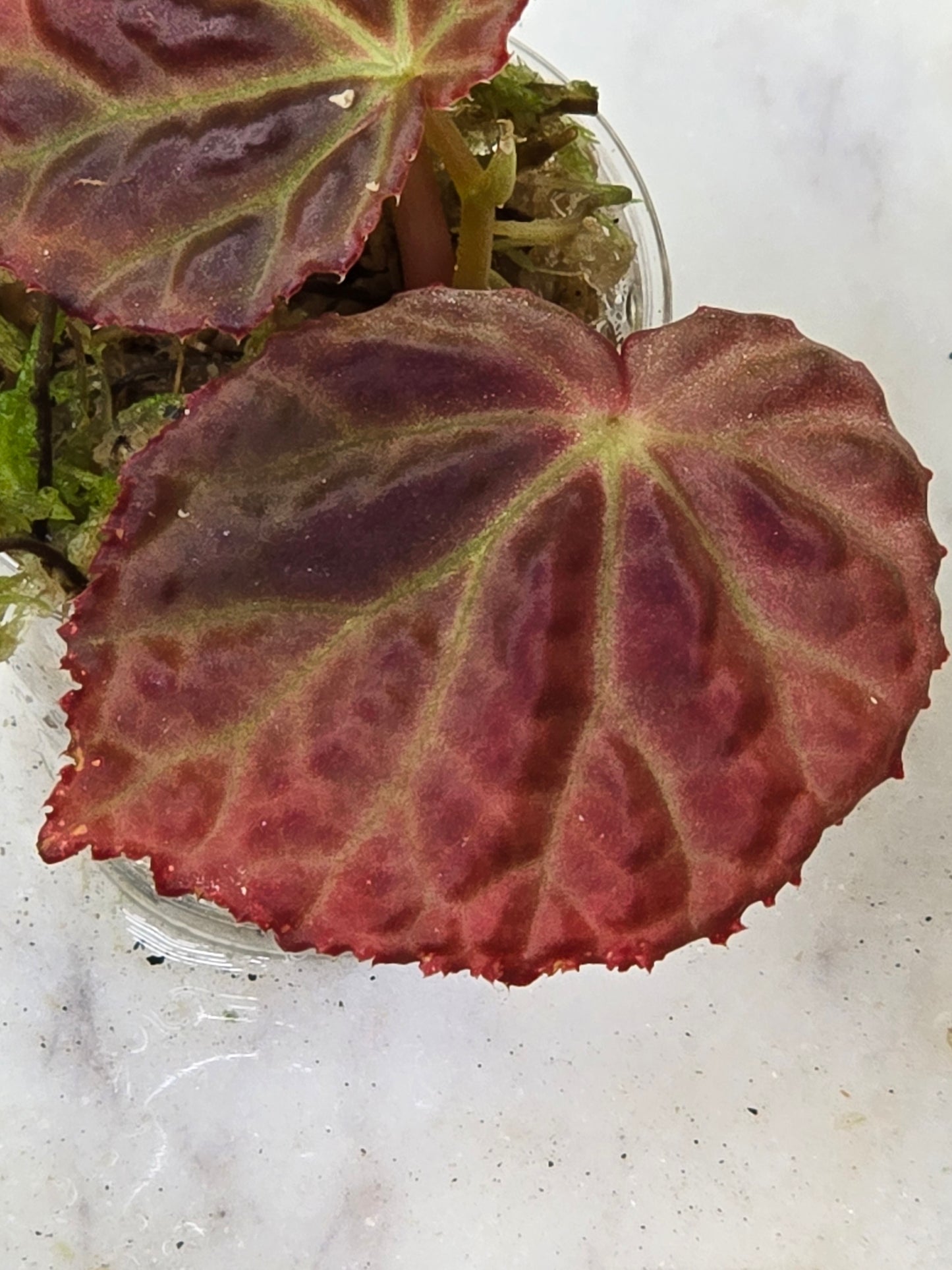 Begonia Temuyuk Blue X Dracopleta