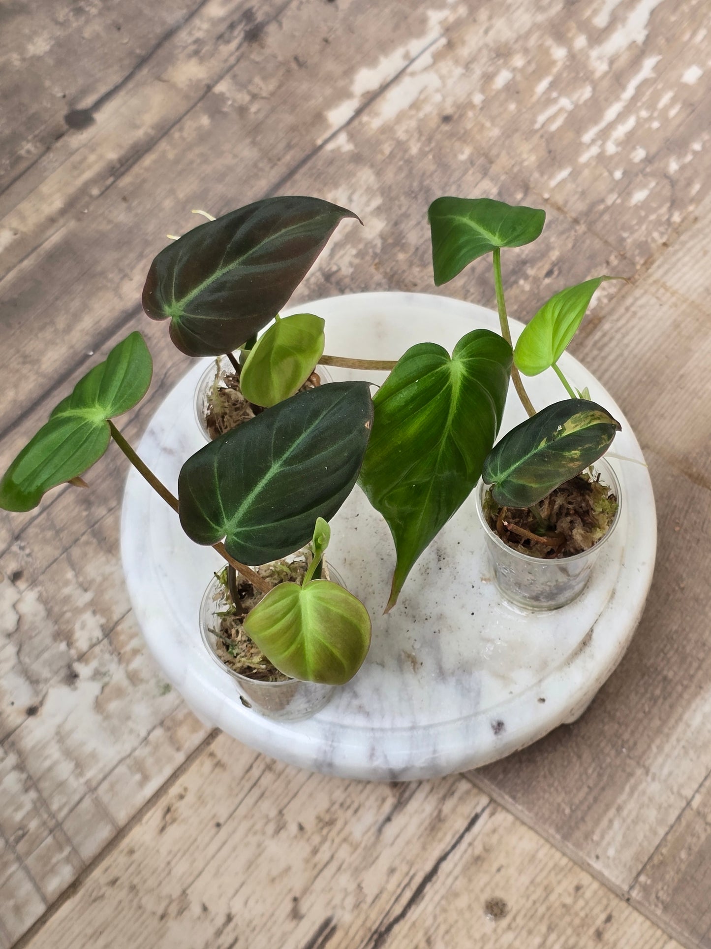 Philodendron Mican