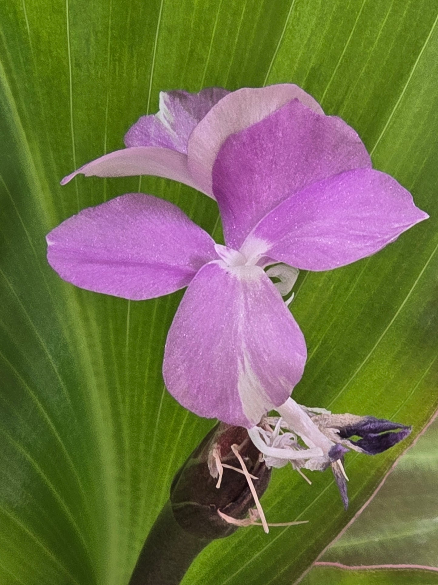 Kaempferia Variegated #25