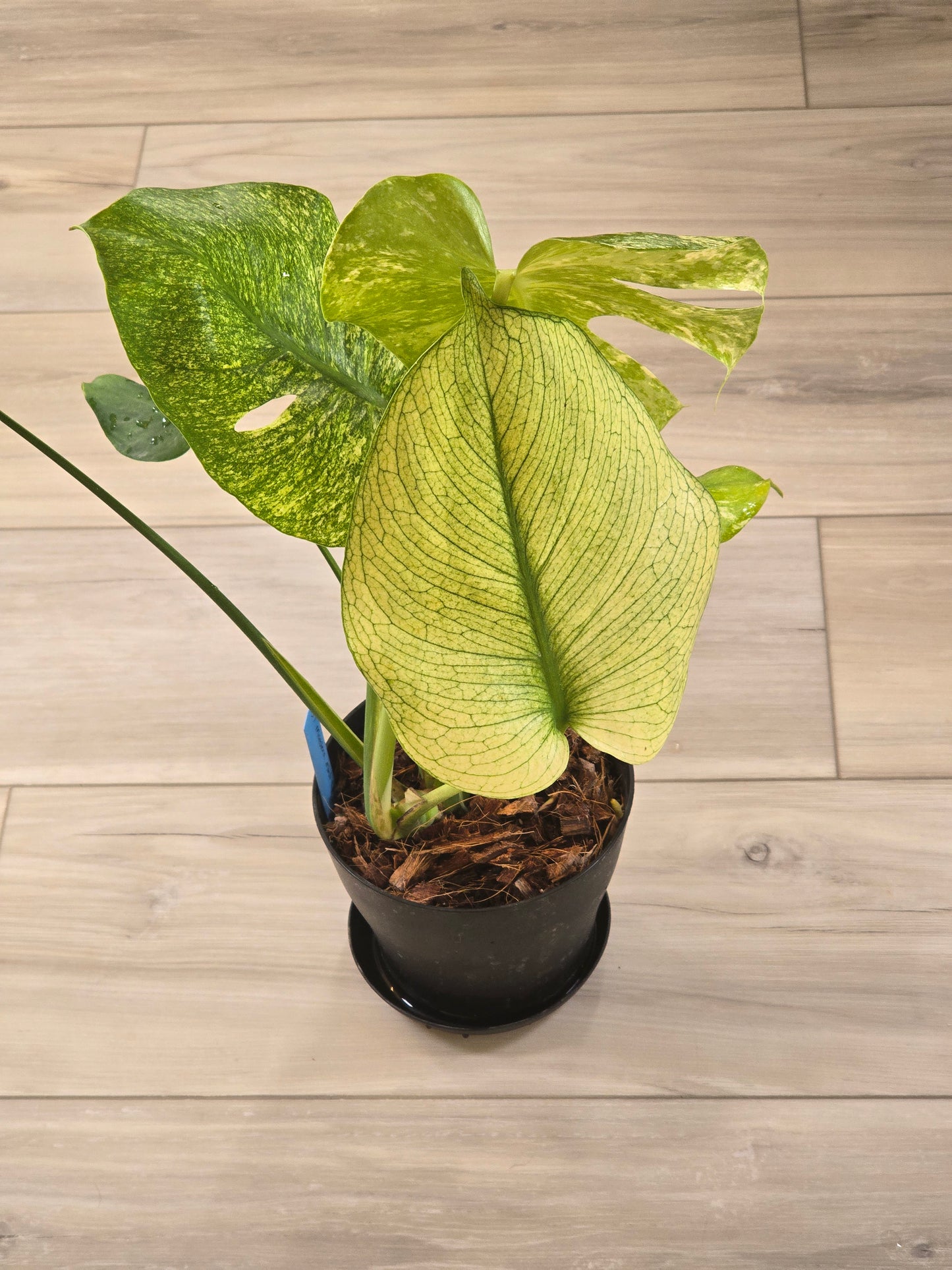 Monstera Mint Large Form #457