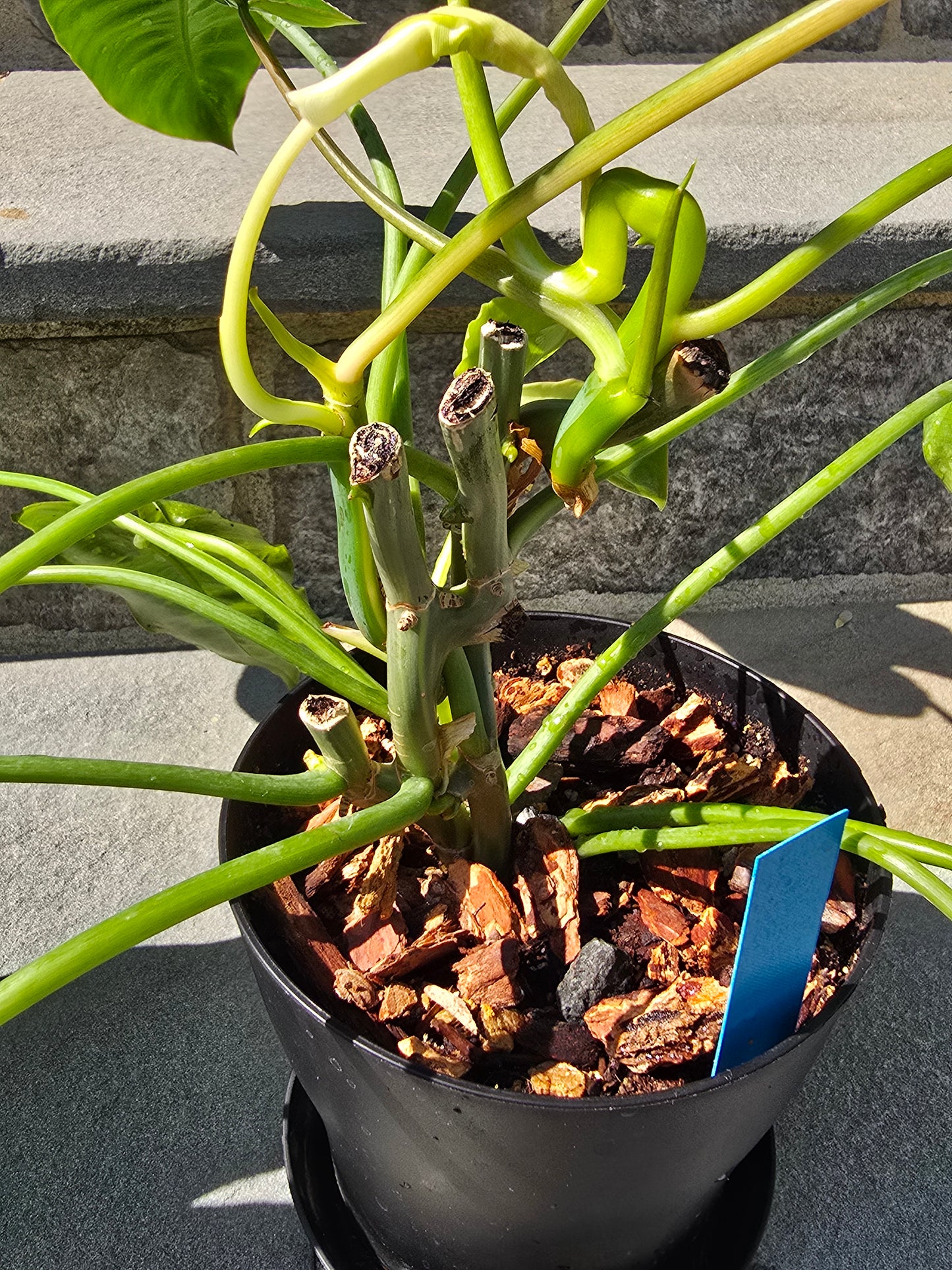 Philodendron Burle Marx Variegated