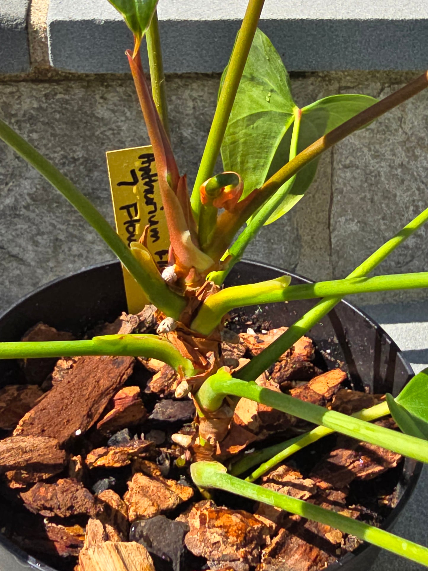 Anthurium Andraeanum