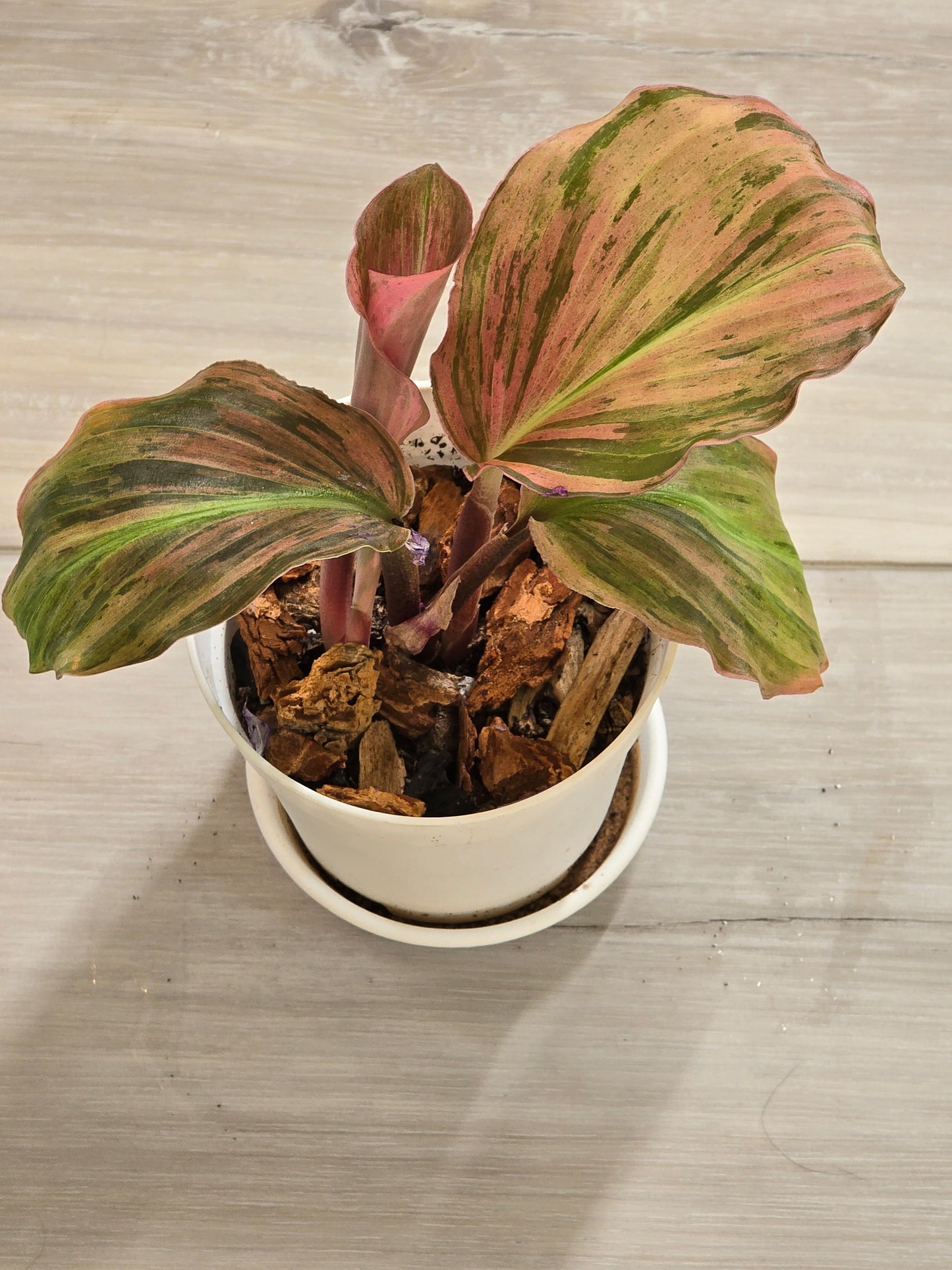 Kaempferia Variegated #66